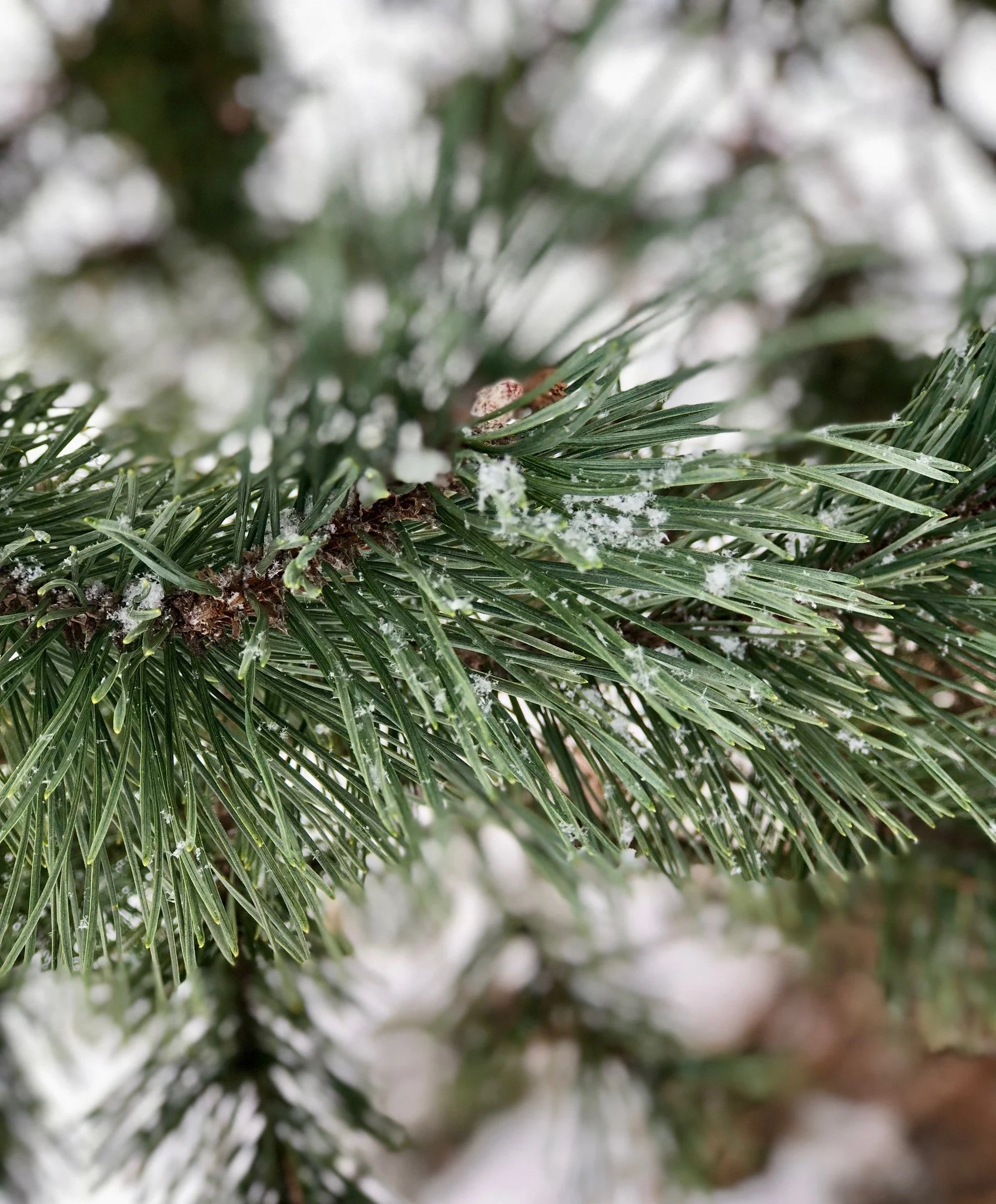 It may be chilly outside, but we&rsquo;re feeling warm inside thanks to the heartfelt notes we&rsquo;ve received from supporters recently. People cherish Voyageurs for so many reasons. 

In their own words, here are a few that inspired folks to inclu