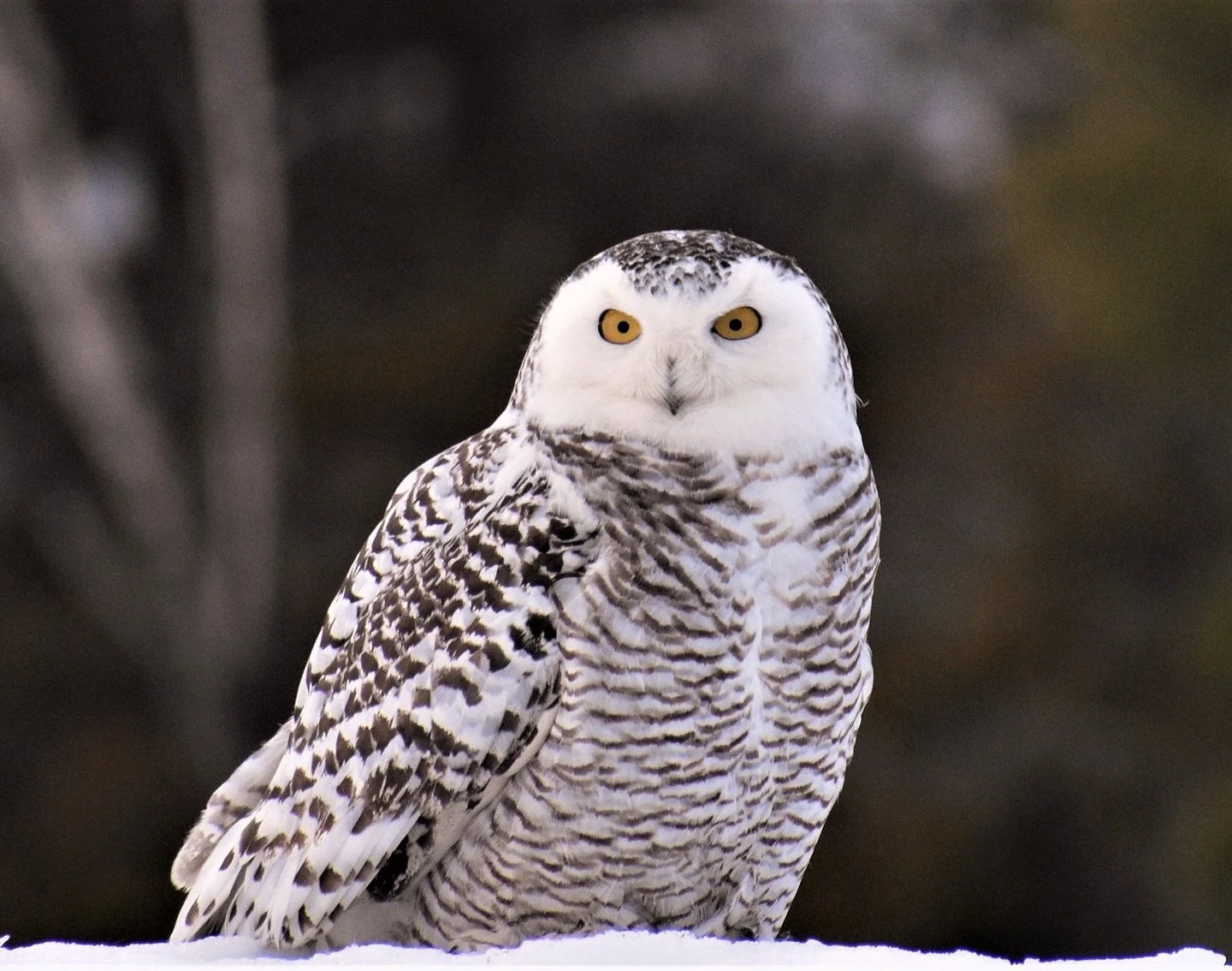 💙 Planning to mail a year-end gift for Voyageurs? Please read!

There&rsquo;s been a recent USPS change that could affect how your donation date is recorded.

As of December 24, machine-applied postmarks now reflect when mail is processed at a regio