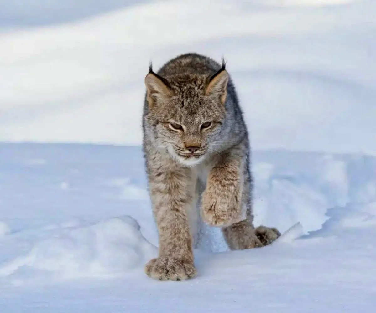 Big paws, big news! 🐾🌟 Lynx kittens have been spotted in Voyageurs National Park for the first time in years! 

Trail camera footage from the @voyageurswolfproject captured two gangly-legged kittens bounding down a deer path, with their mother wait