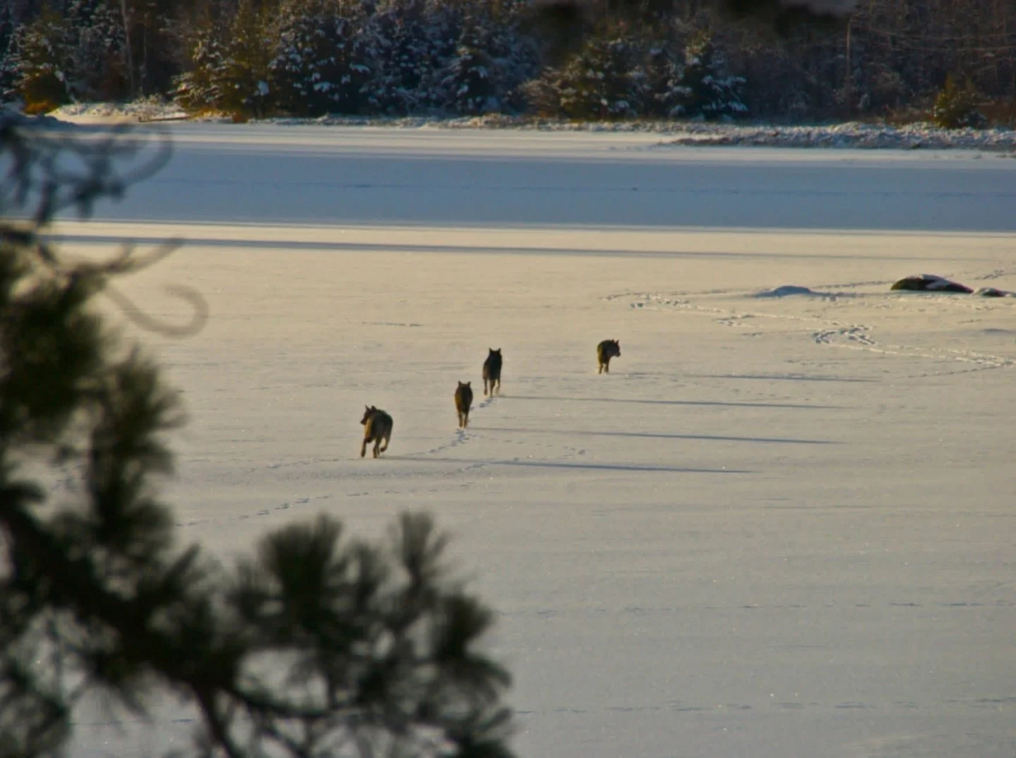 🐺❄️ Winter is here, and wolves are on the move! 

February through March is breeding season for wolves at Voyageurs National Park. Pack members travel closely together, communicating through scent marking and howls that echo across frozen lakes.

Ea