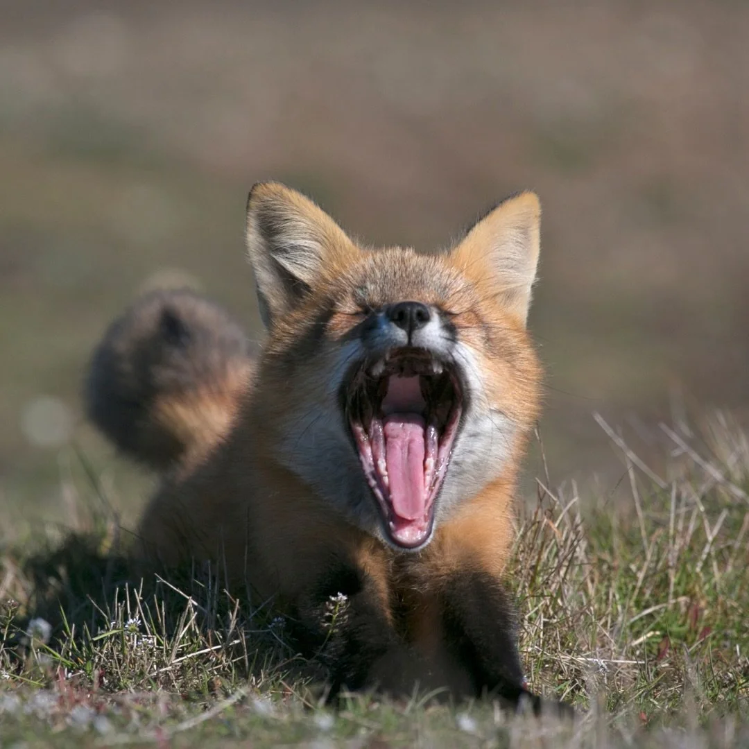 POV: You woke up this morning after Daylight Saving Time. 🥱

Sure, we lost an hour of sleep&hellip; but we gained an extra hour of daylight for exploring the lakes, forests, and trails of Voyageurs National Park.

Sleep now. Adventure later. 🌲

#da