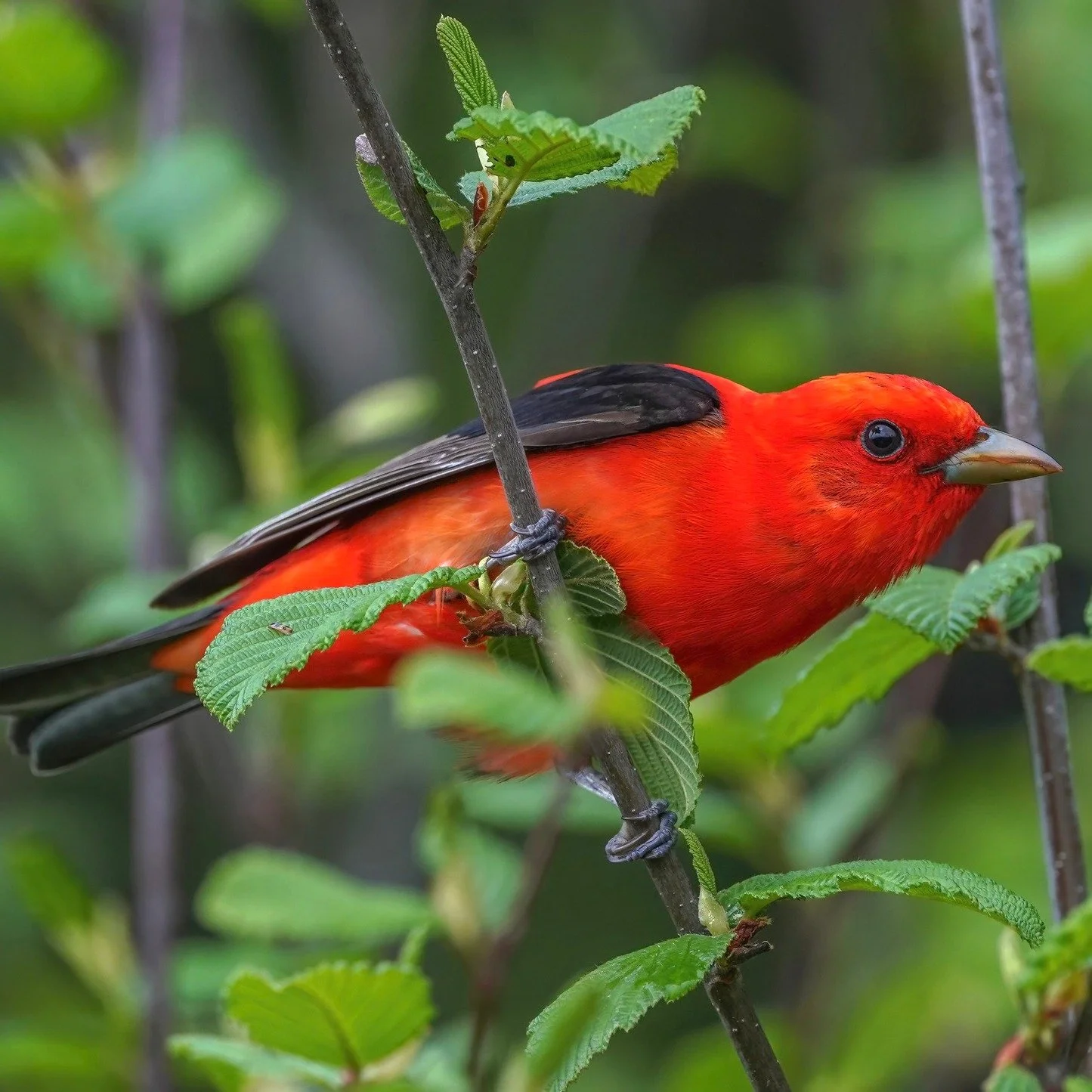 🐦 Spring has sprung at Voyageurs!

One of the clearest signs of spring is the morning chorus of birds. Do you know how to identify these feathered visitors? Spend an afternoon discovering the birds of Voyageurs and learning about their return to nor