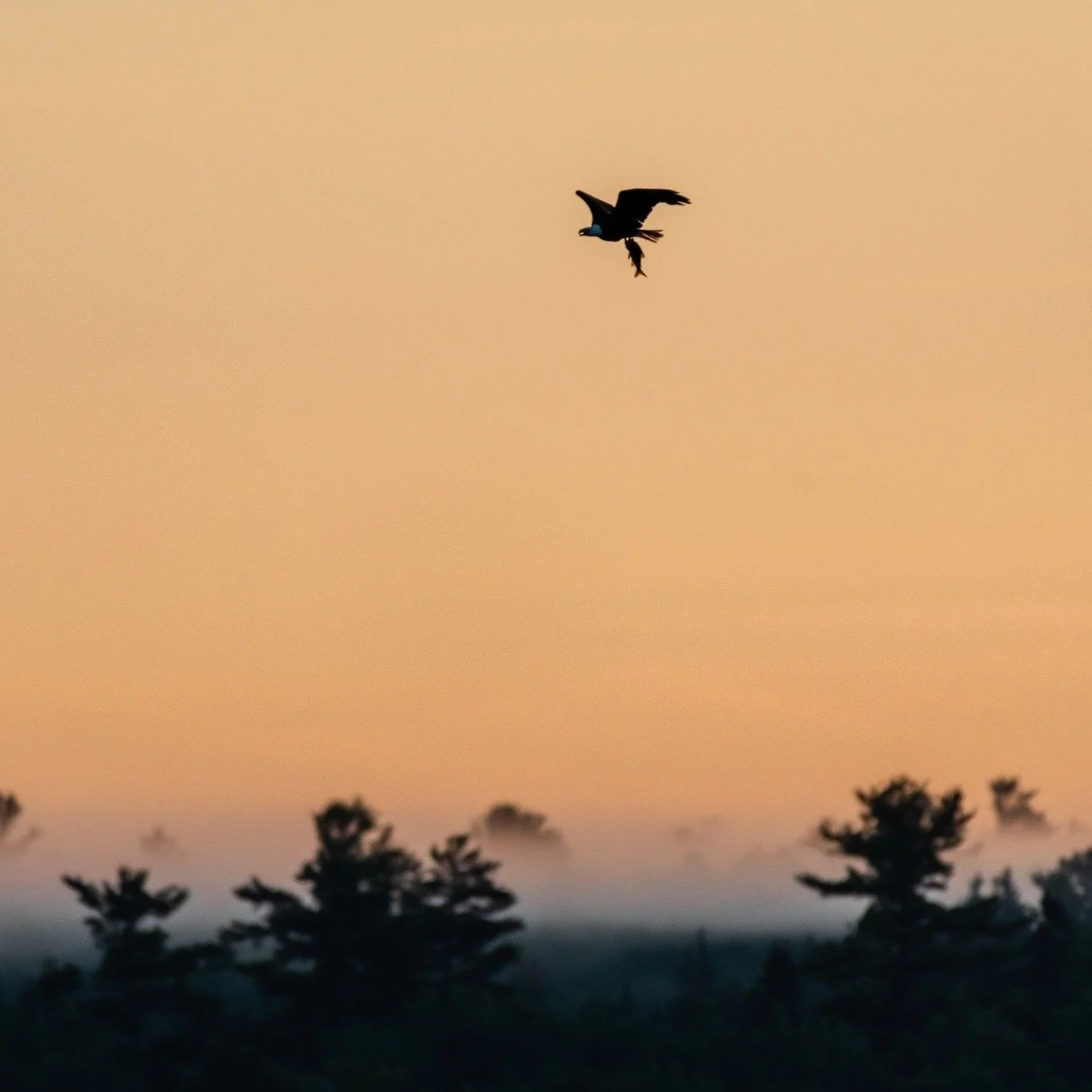 Big news from Voyageurs 👀🦅🎣
Introducing our newest pilot program: Eagle Express!

Didn&rsquo;t catch any fish today? No problem. Our resident bald eagles will now personally deliver fresh fish right to your campsite before dinnertime. Each deliver