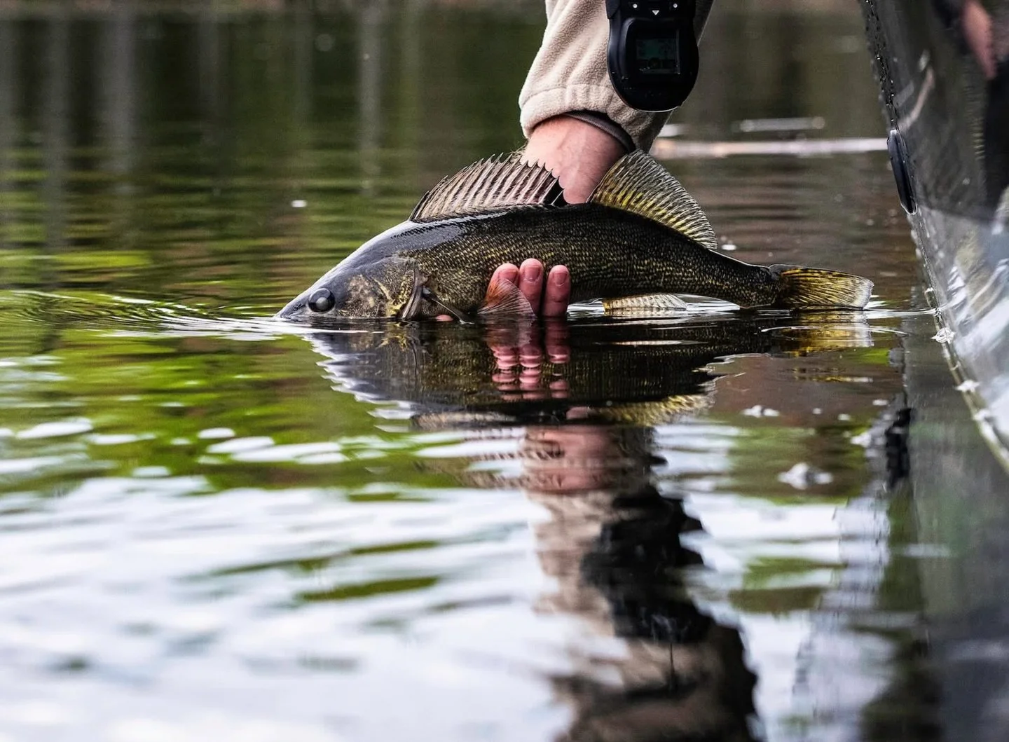 🐟 Beneath the surface of Rainy Lake, a decades-long story is unfolding.

In Voyageurs National Park, a new cross-border study is bringing together decades of fisheries data to better understand how walleye populations have changed over time, and wha