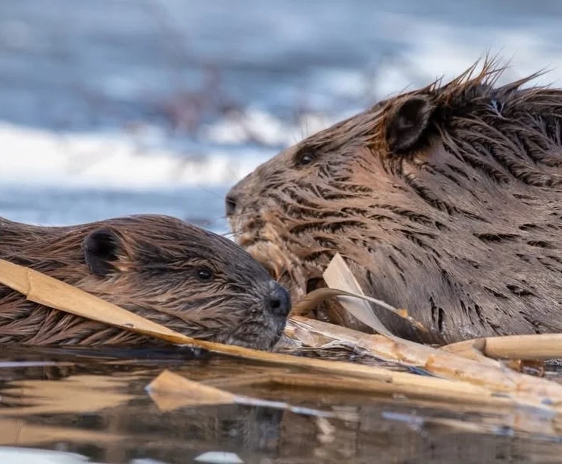 Wishing a very Happy Mother&rsquo;s Day to moms everywhere, including those raising their young in Voyageurs! 🫎🦆🦫

Spring fills Minnesota&rsquo;s national park with new life: curious beaver kits, wobbly moose calves, and loon families gliding acro