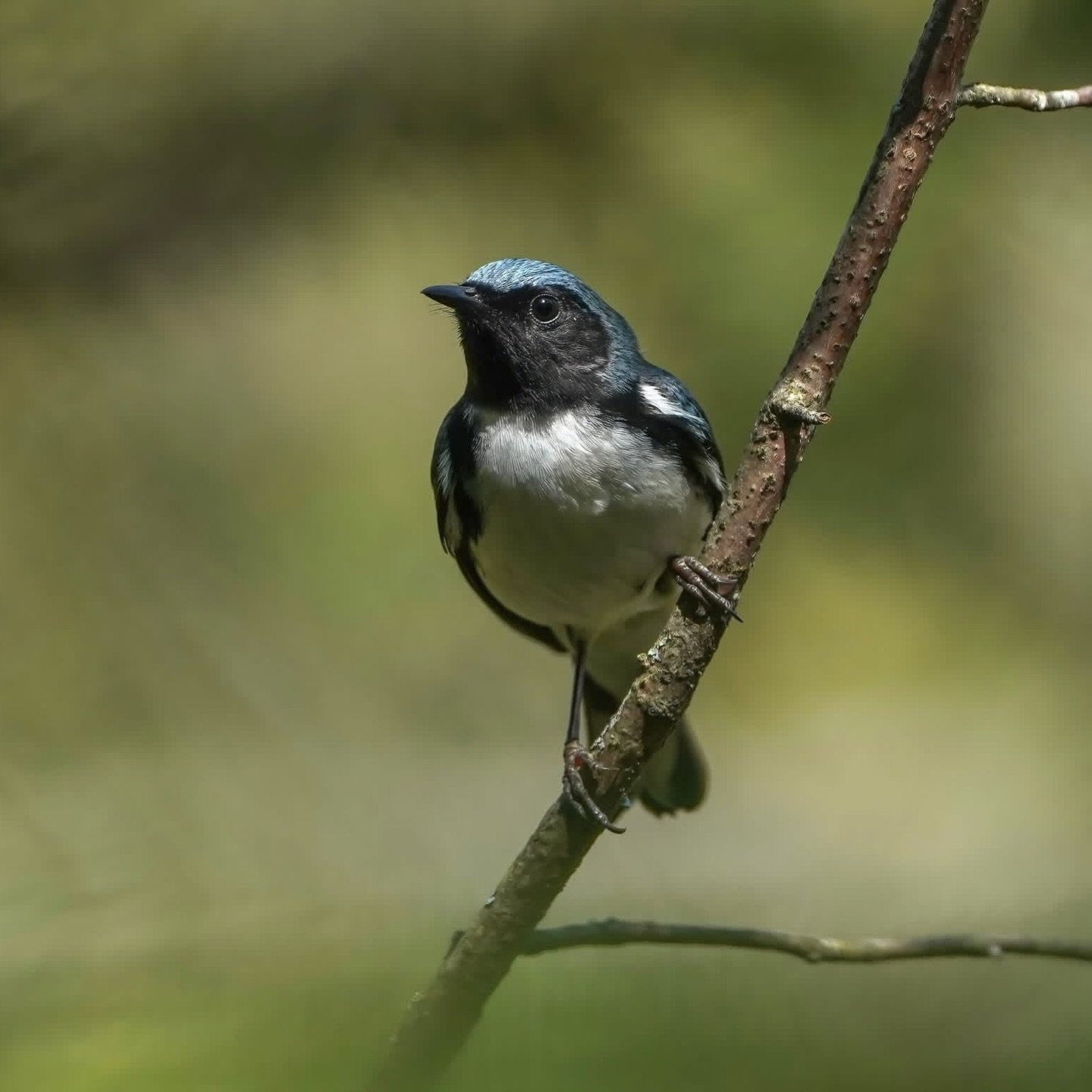 🐦✨ PSA: An estimated 26.6 million birds will fly over Minnesota tonight!

Forecasts from the Purdue Aero Eco Lab indicate a large-scale bird migration across the state tonight. 

Spring migration is one of nature&rsquo;s most incredible journeys, bu