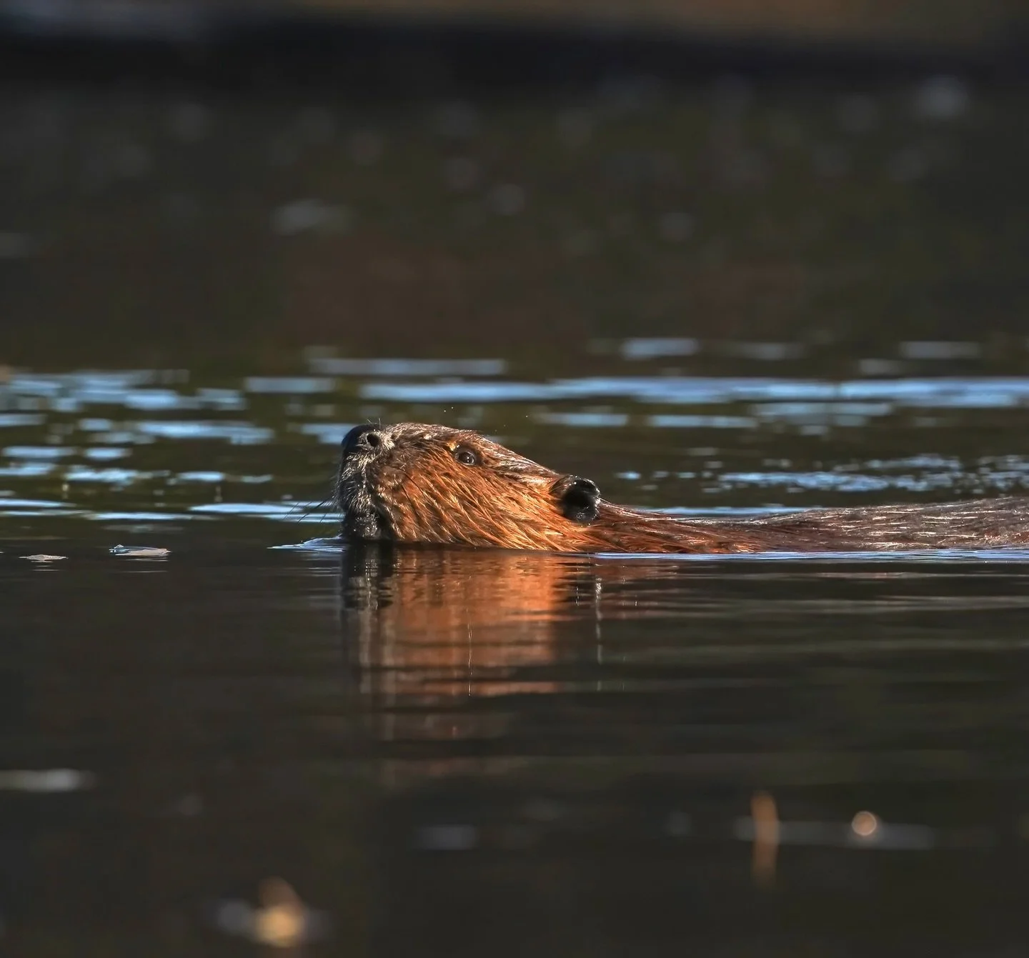 Leave it to a beaver! 🦫✨ Wildfires have met their match, and it weighs about 50 pounds.

Voyageurs National Park is home to roughly 3,000 beavers, the highest density in the lower 48 states. And while they are known for shaping biodiverse habitat fo