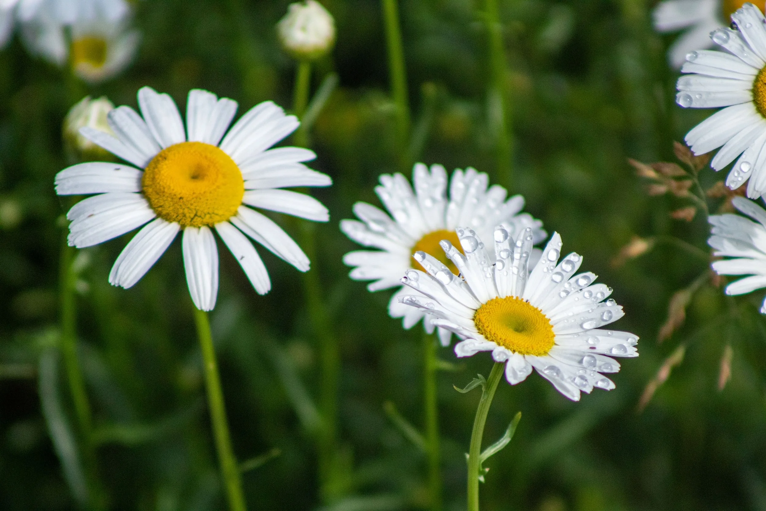 Wild Plants & Foraging in Voyageurs National Park