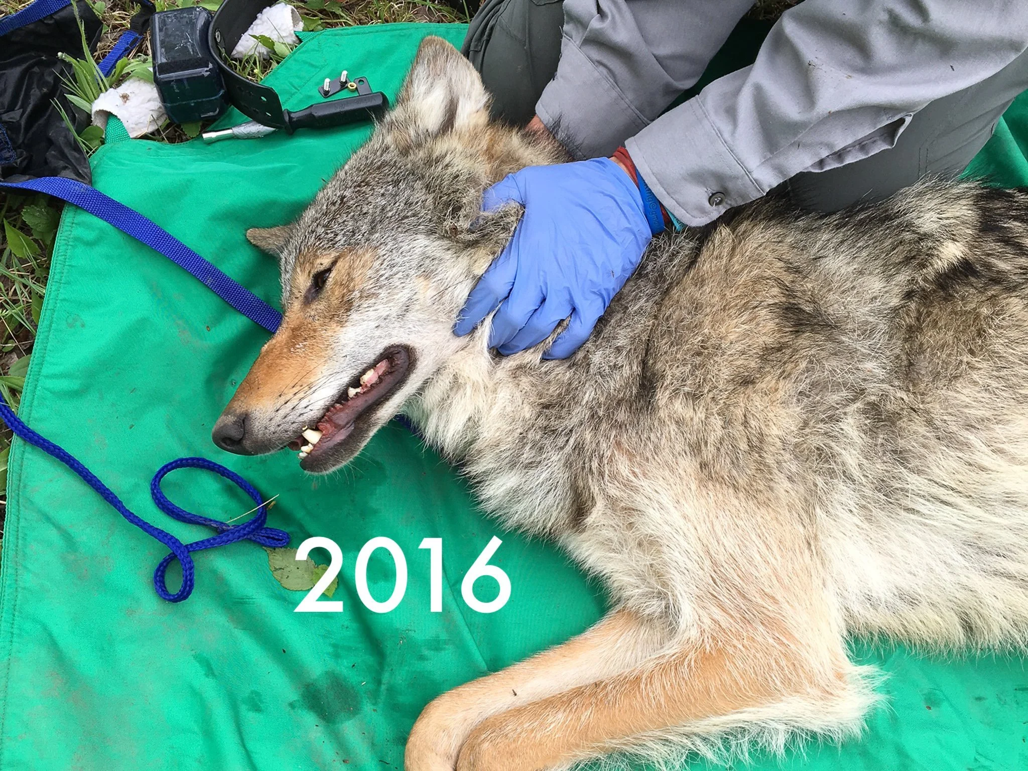 Wolf Project The Myth of the Lone Wolf: Navigating the Wilderness of Dispersal ...