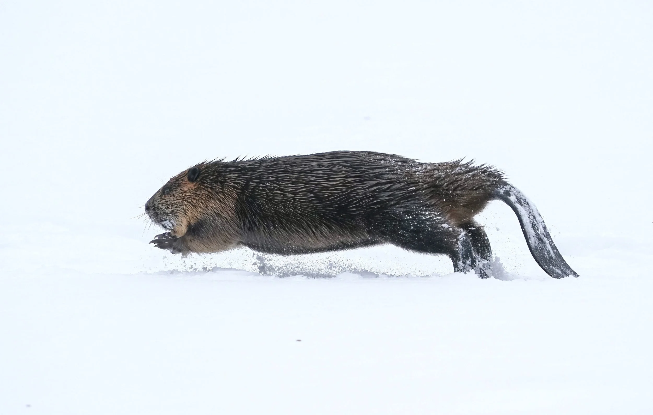 Wildlife – Alex Gross "Snow Beaver"