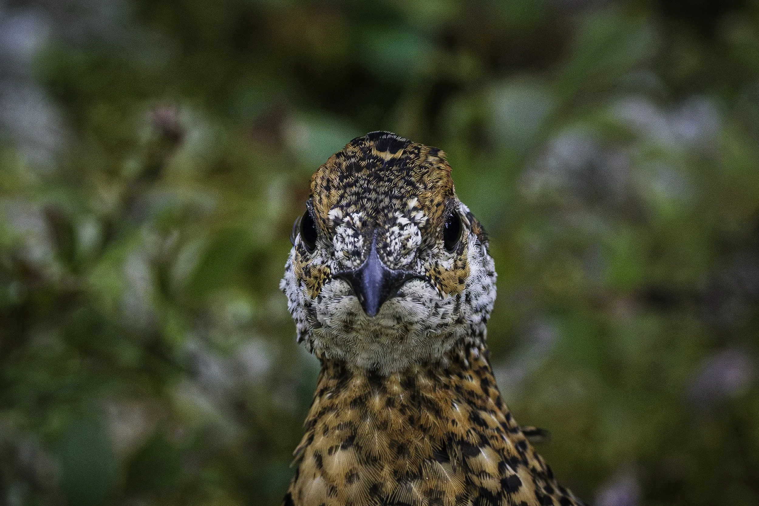 
Wildlife 1
