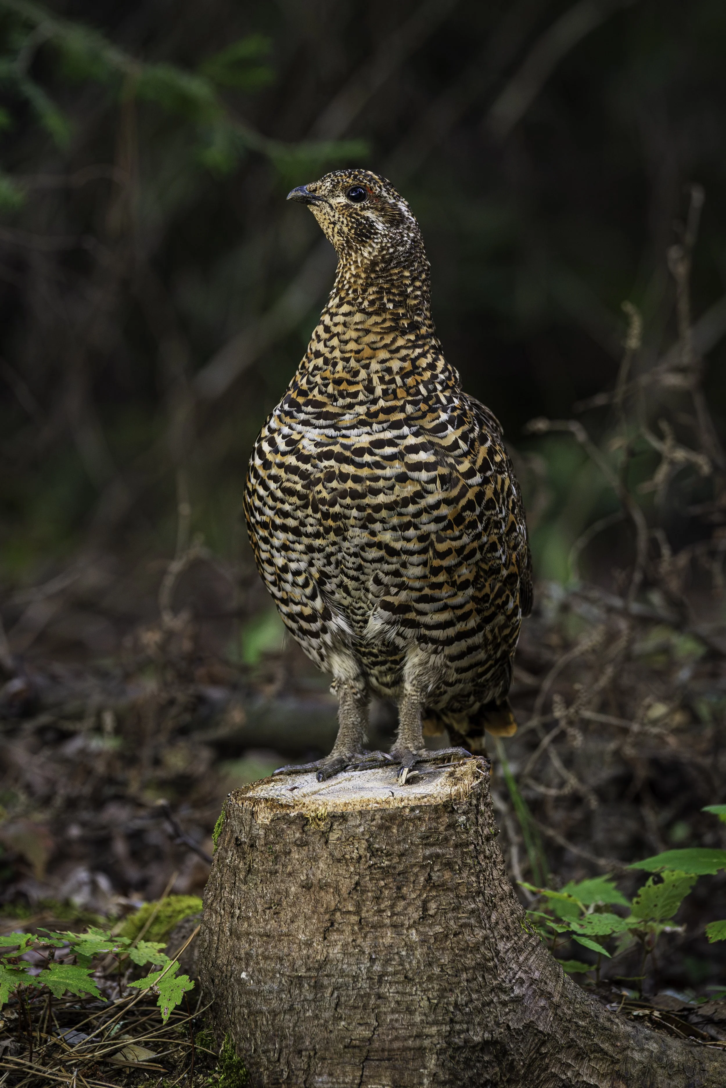 Wildlife 3