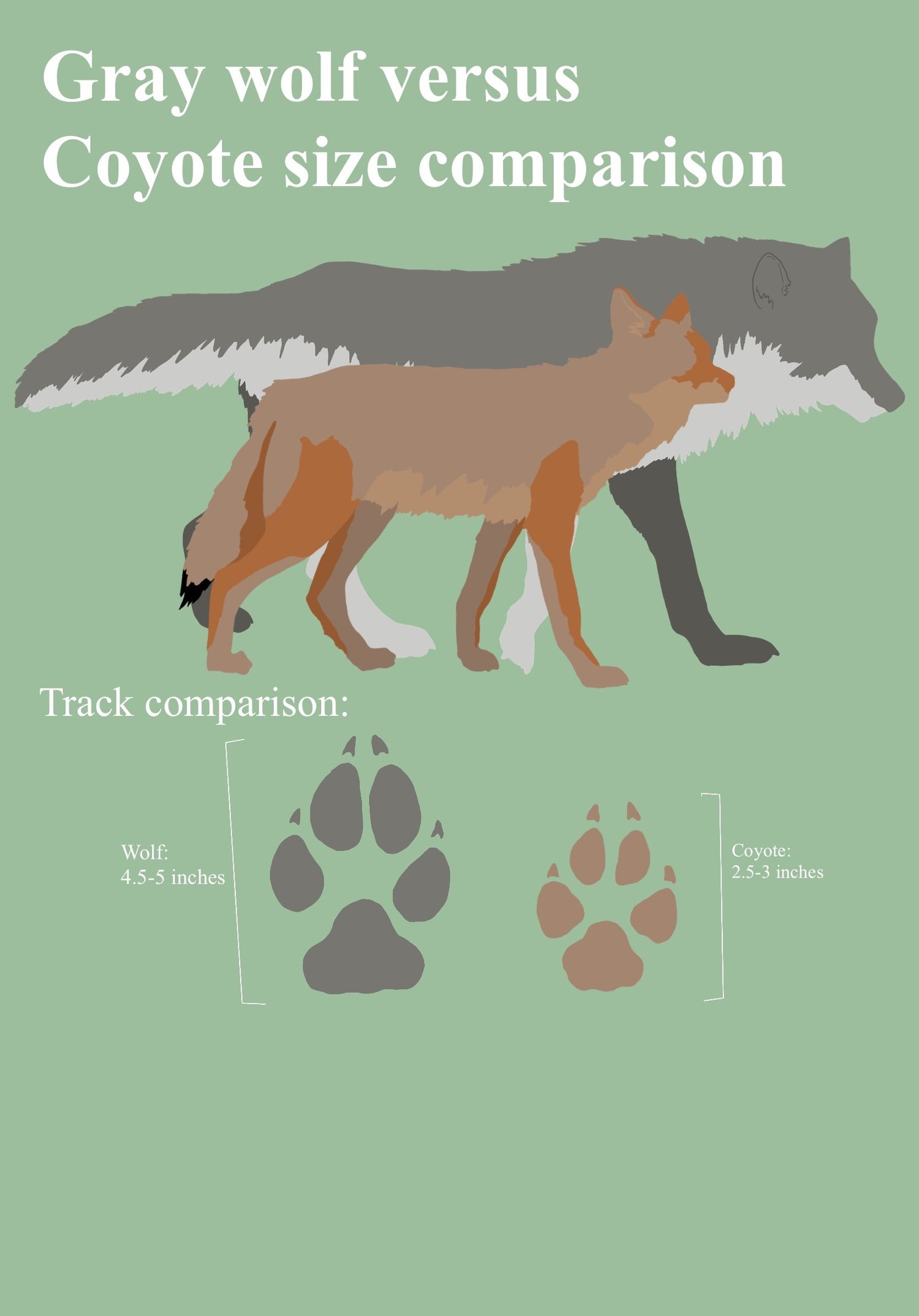 Wolves And Coyotes In Minnesota A Closer Look At Two Iconic Canines Wolves And Coyotes In Minnesota A Closer Look At Two Iconic Canines