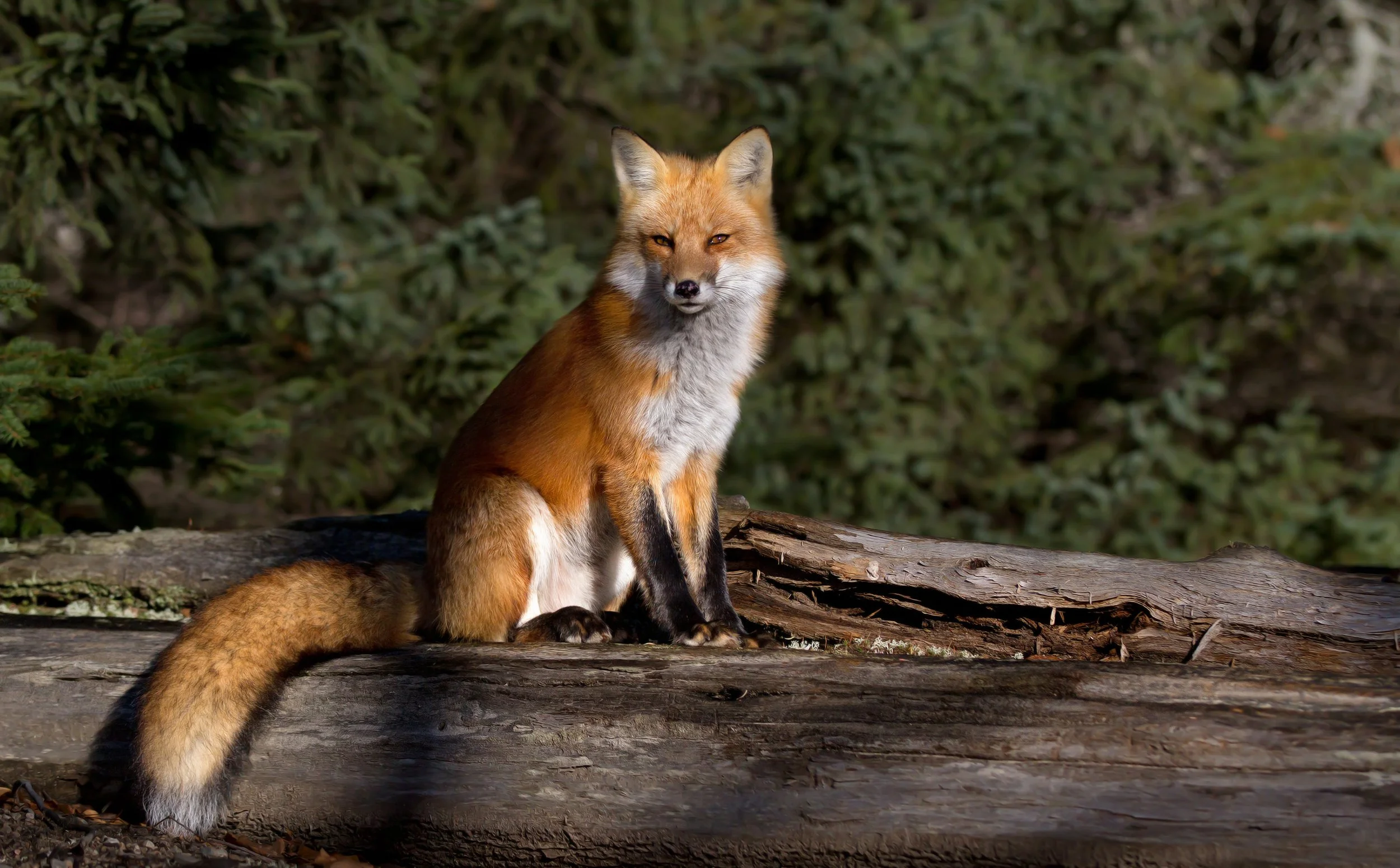 Fox Reds Fox Reds