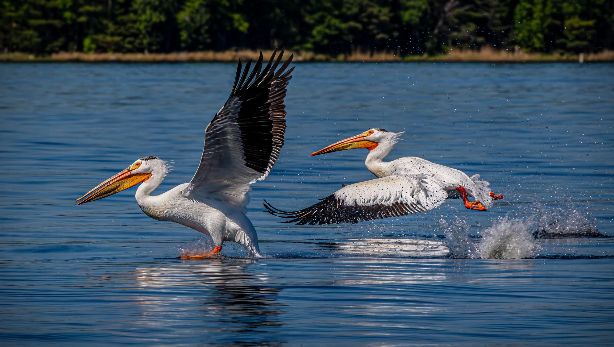 Wildlife 2