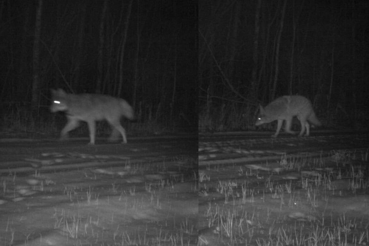 Wolves and Coyotes in Minnesota: A closer look at two iconic canines ...