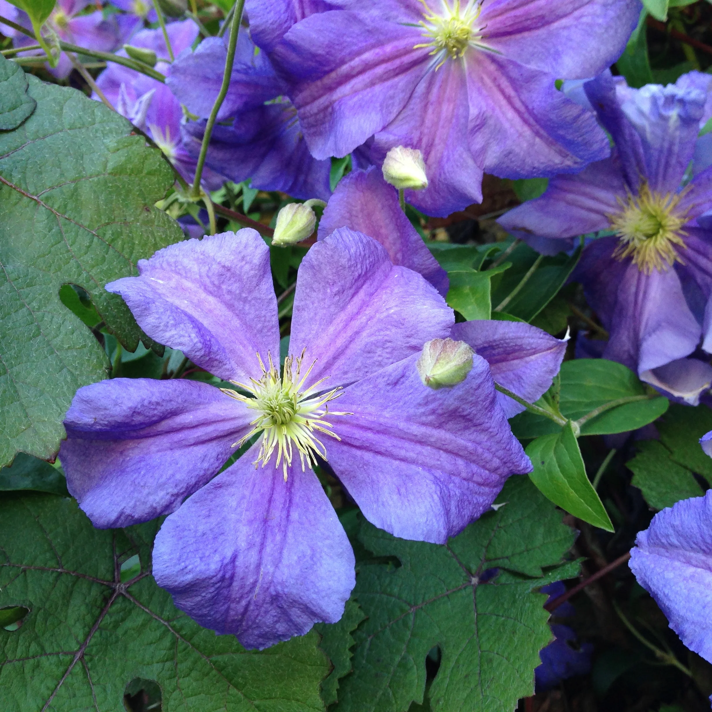 clematis.jpg