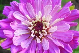 zinnia.jpg