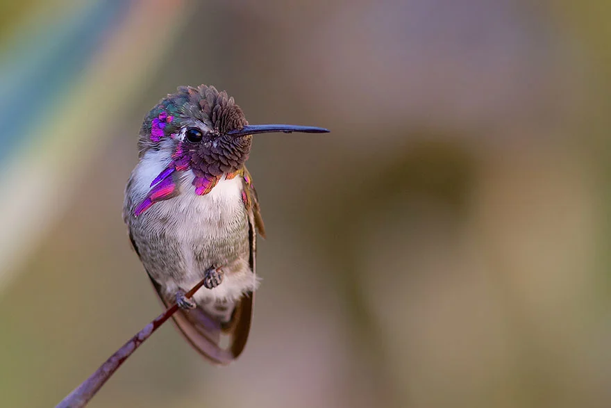 cute-beautiful-hummingbird-photography-6.jpg