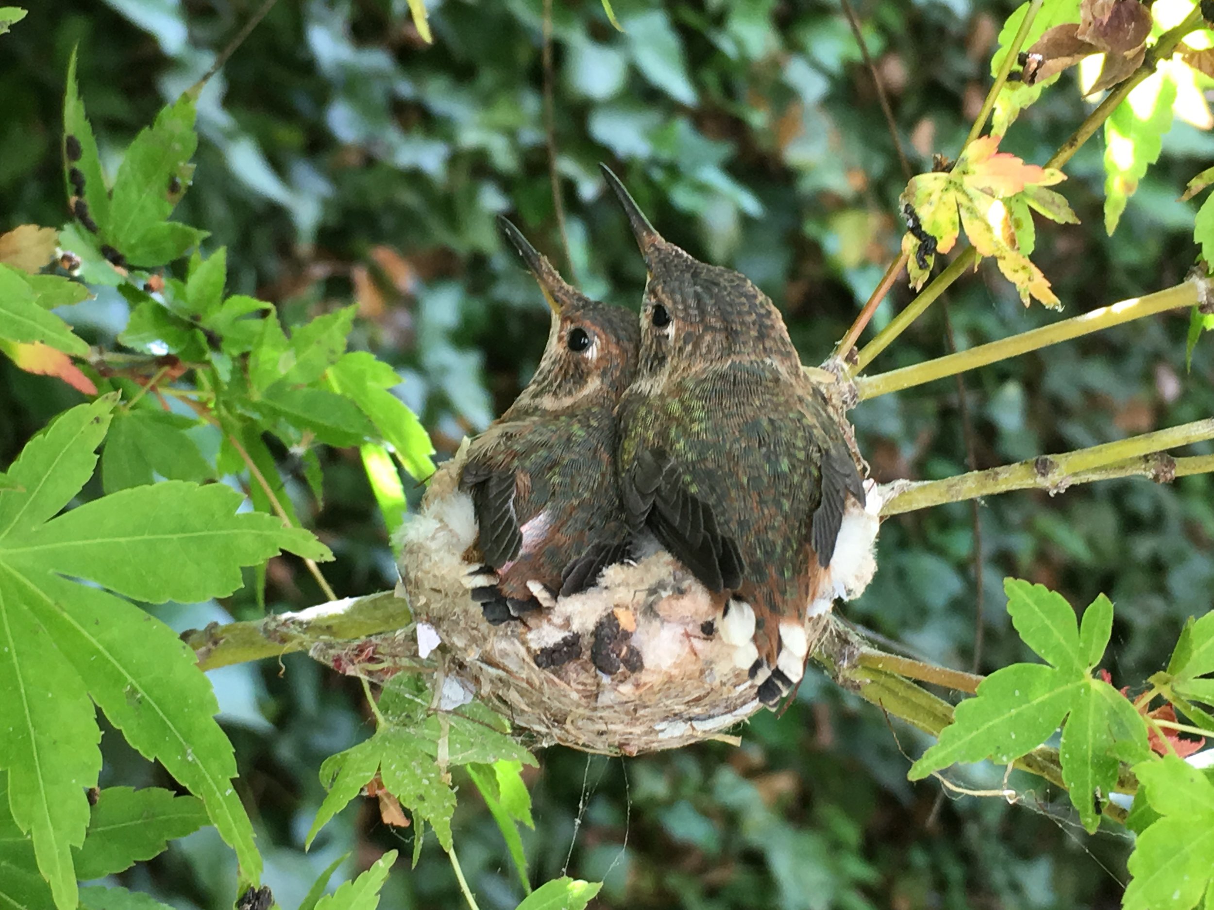 hum birds at pams.jpg