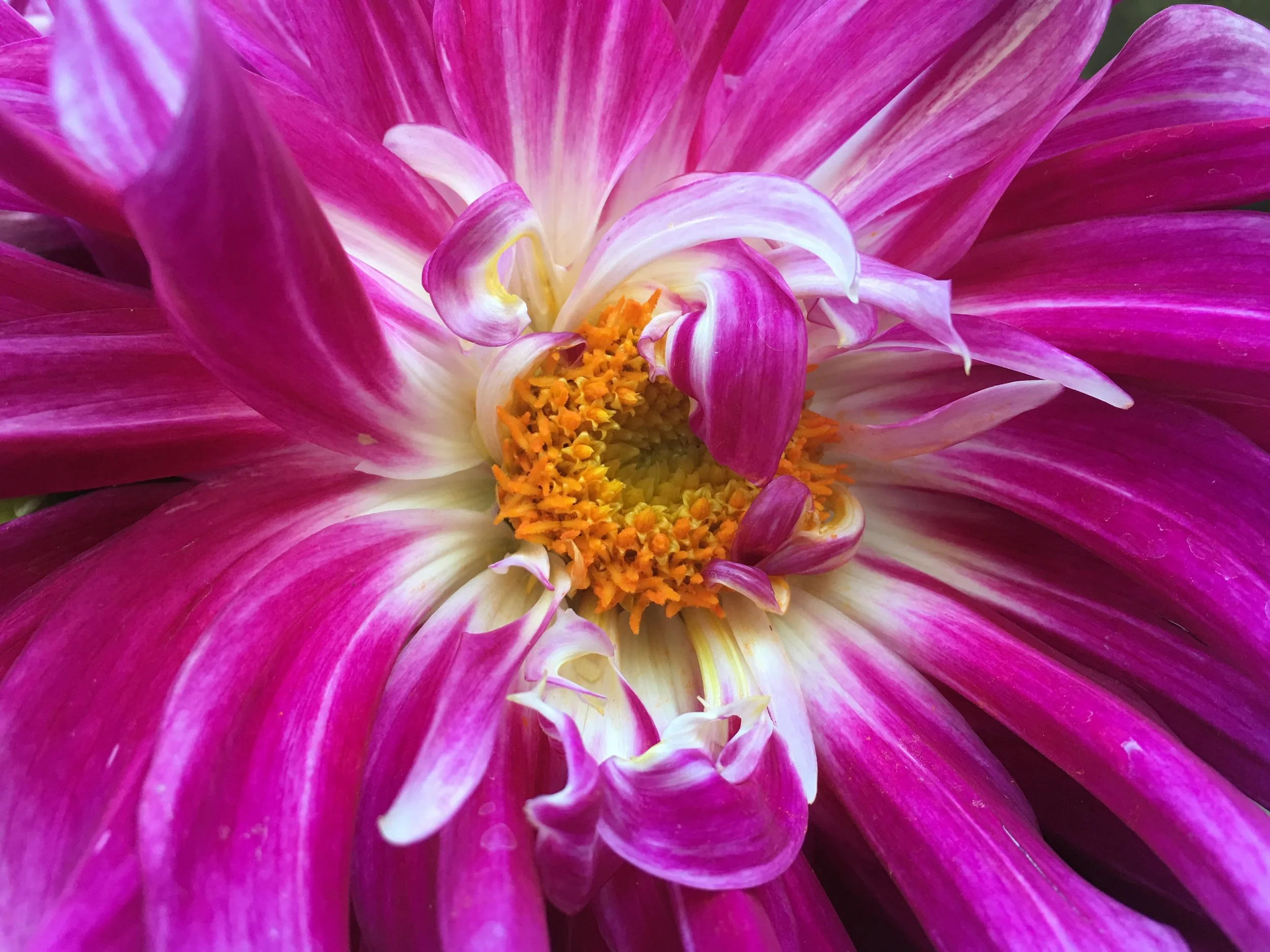 dahlia 3.jpg