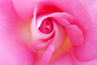Pink on Pink Rose.jpg