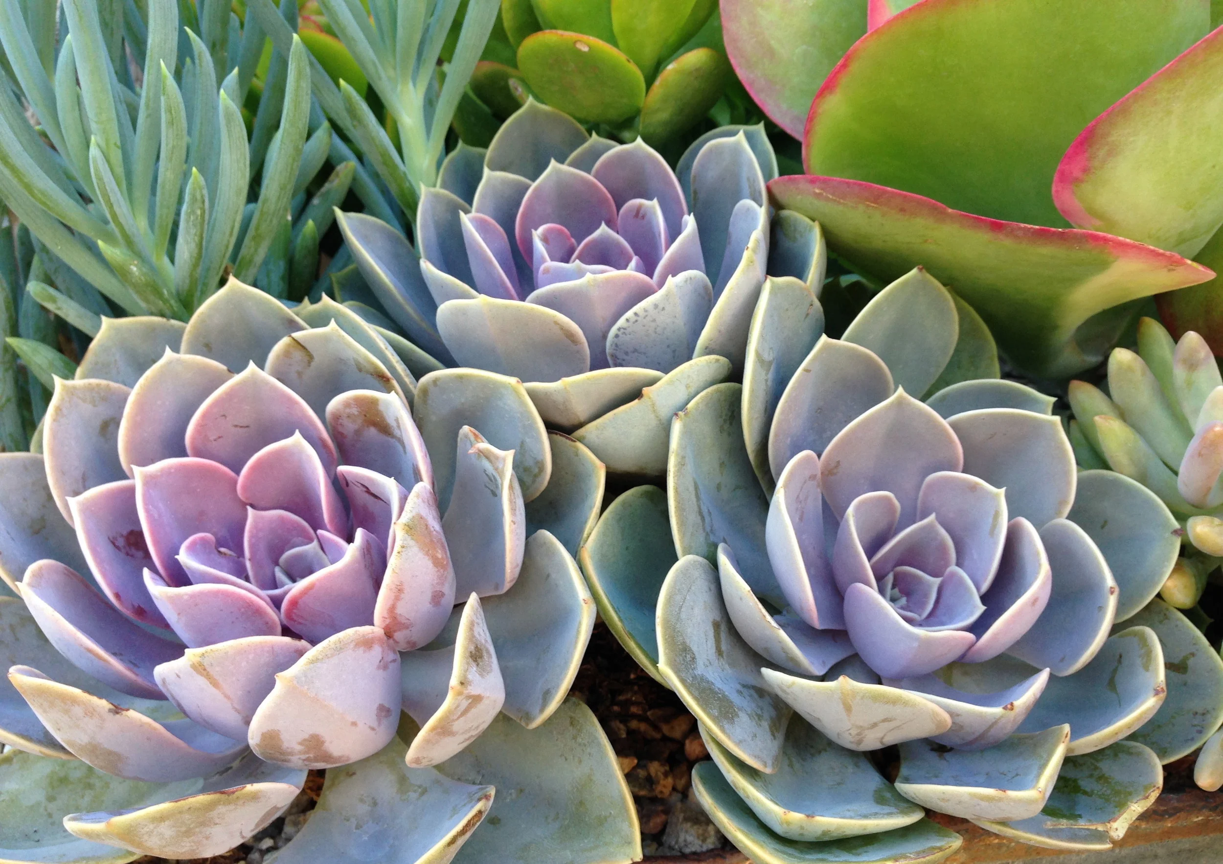 succulents rg.JPG