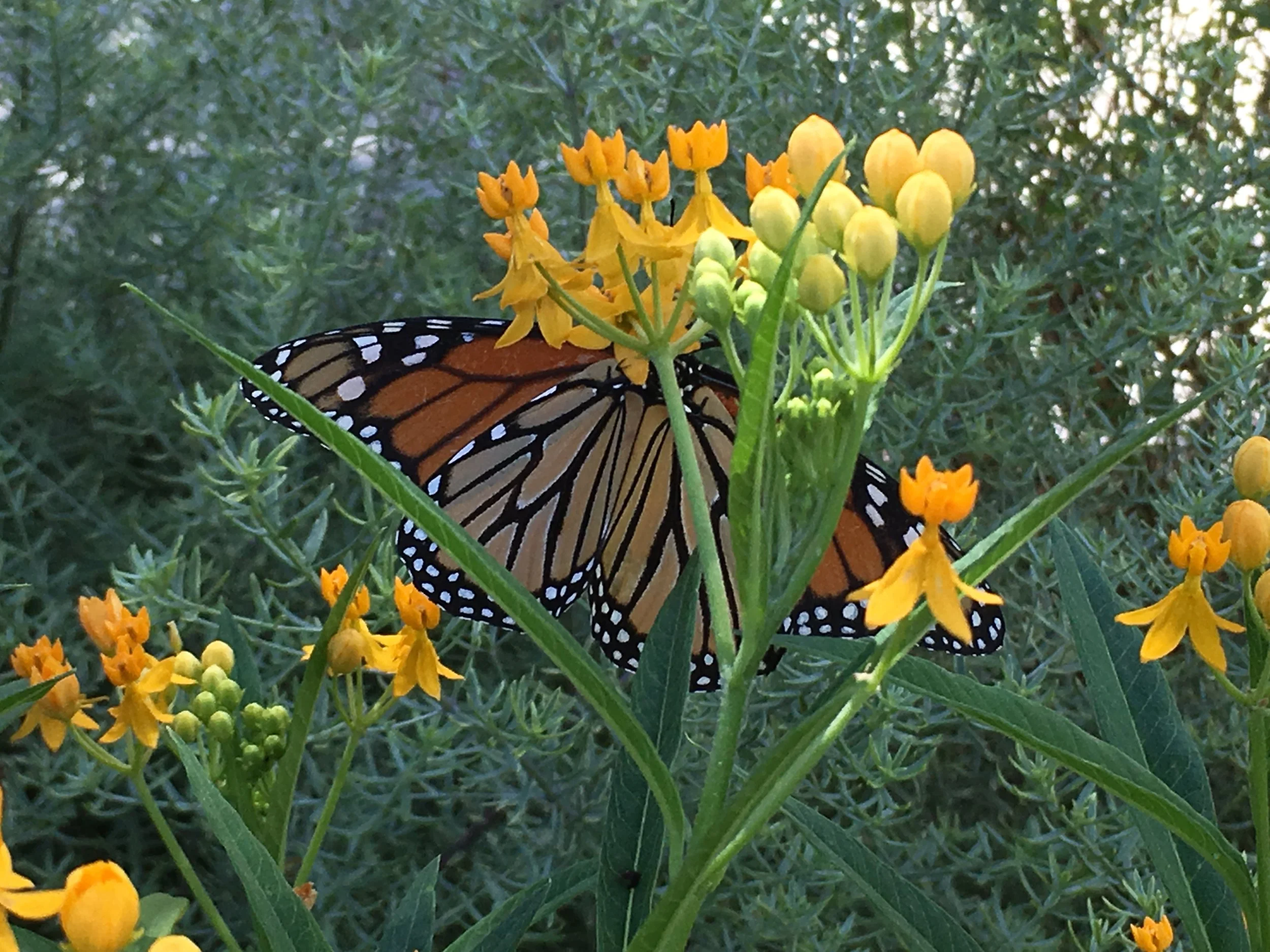 andrea butterfly.JPG