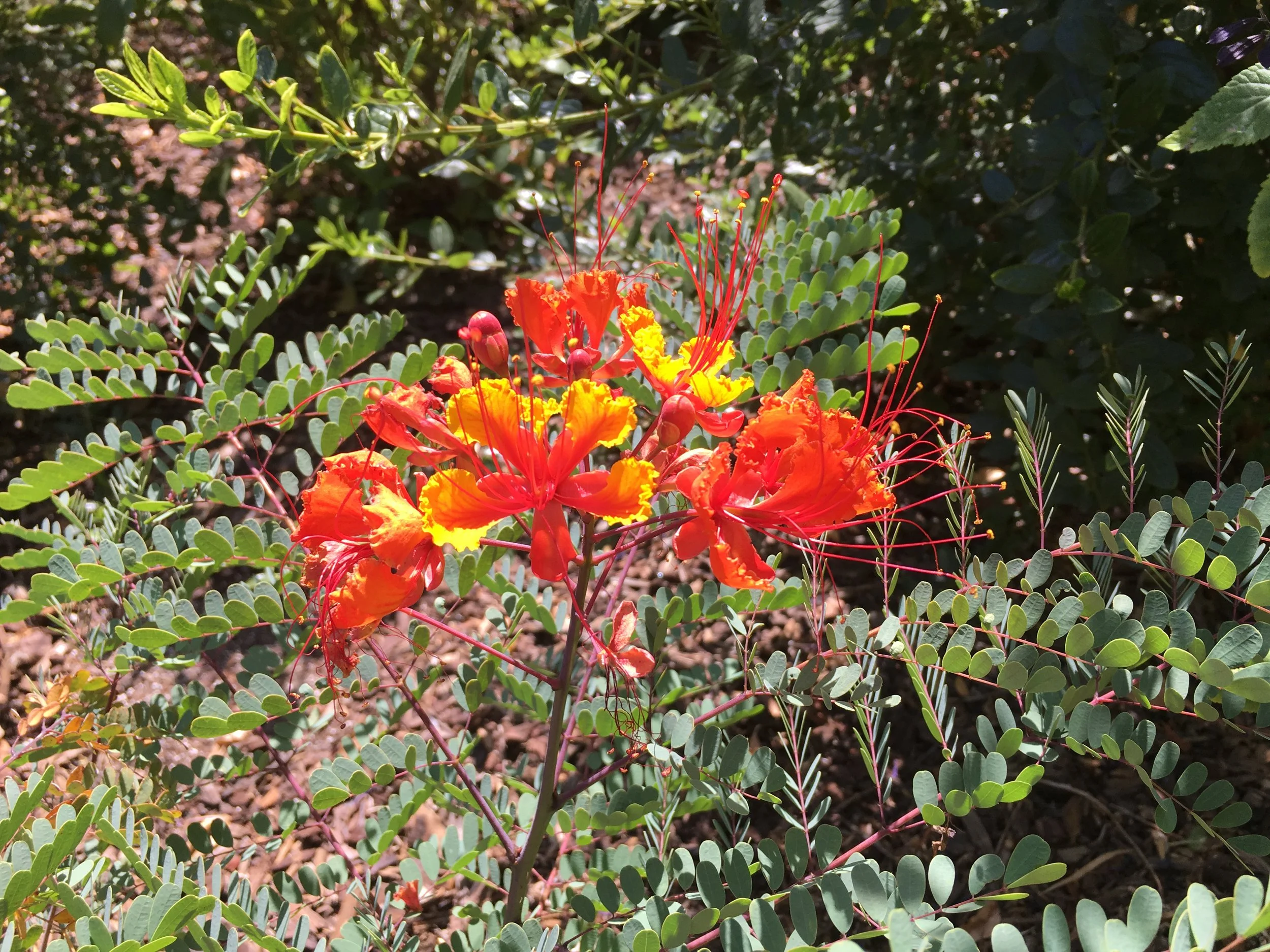 andrea mex flower.JPG