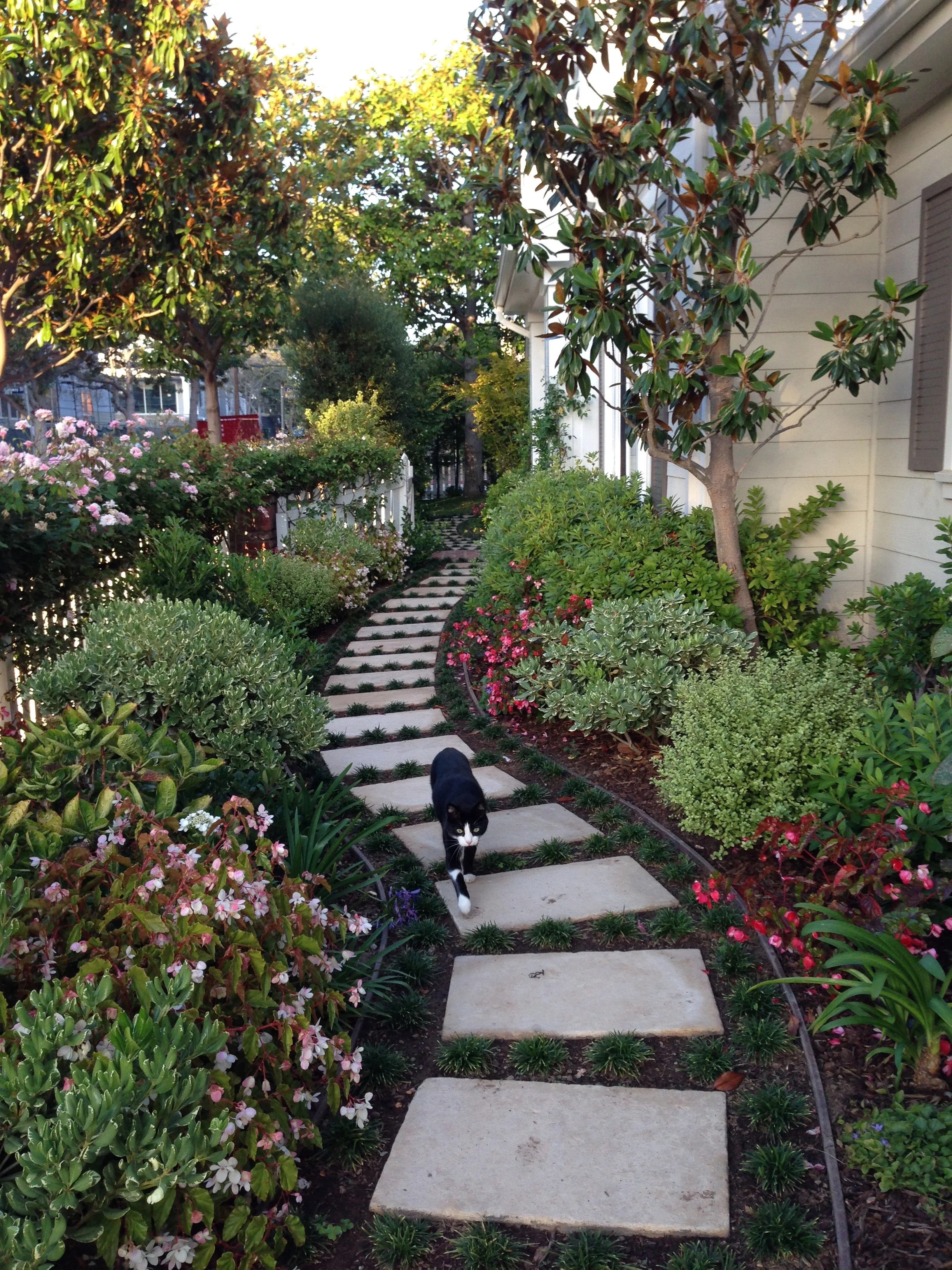 going path kitty.jpg