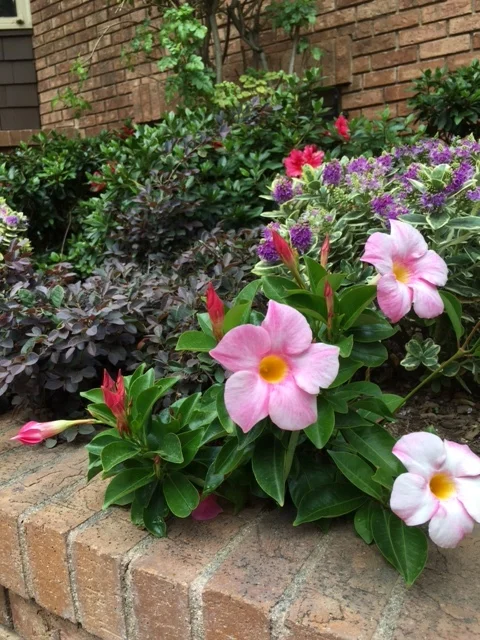 linette brick closeup.JPG