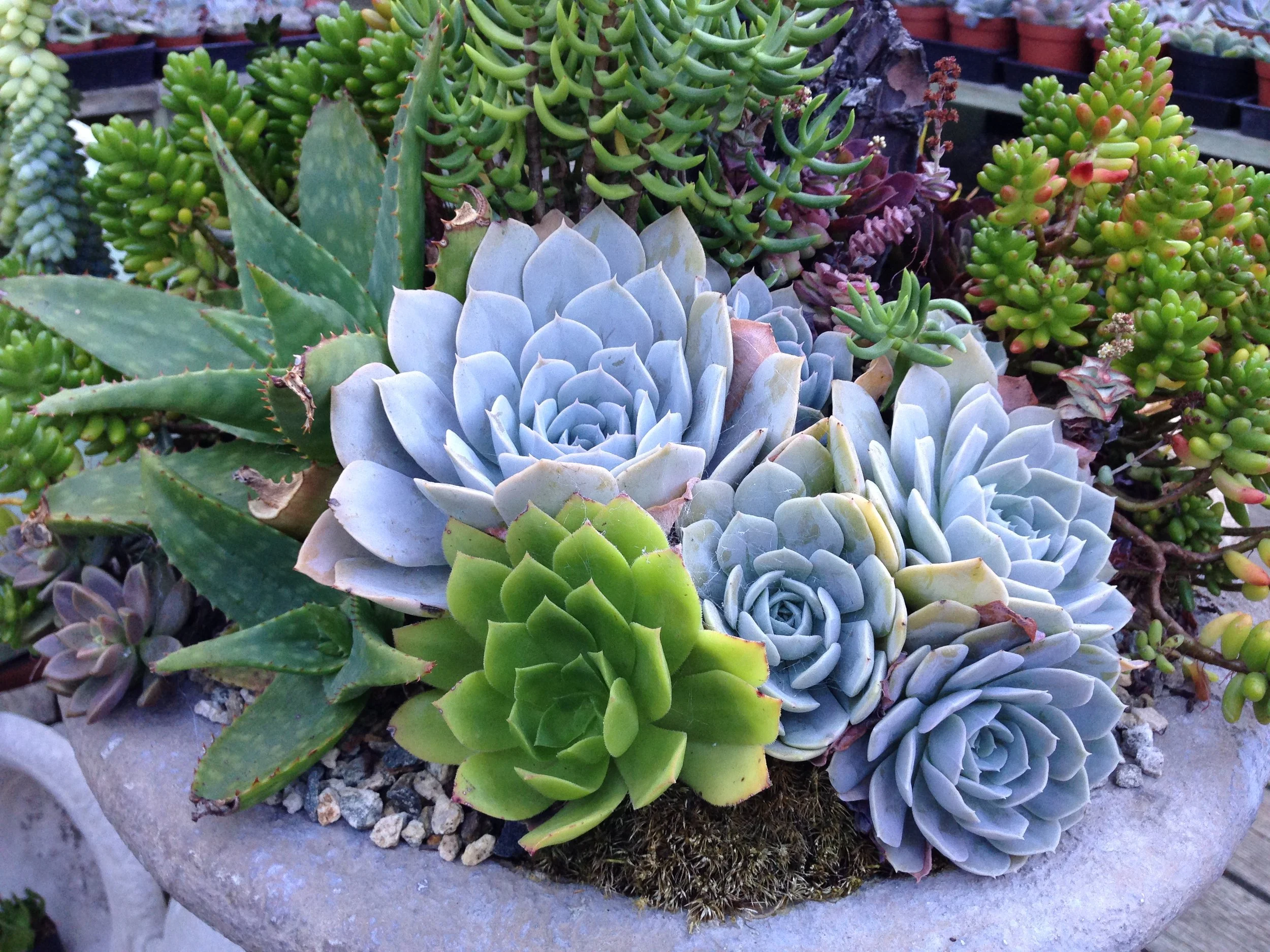 succulent bouquet.JPG