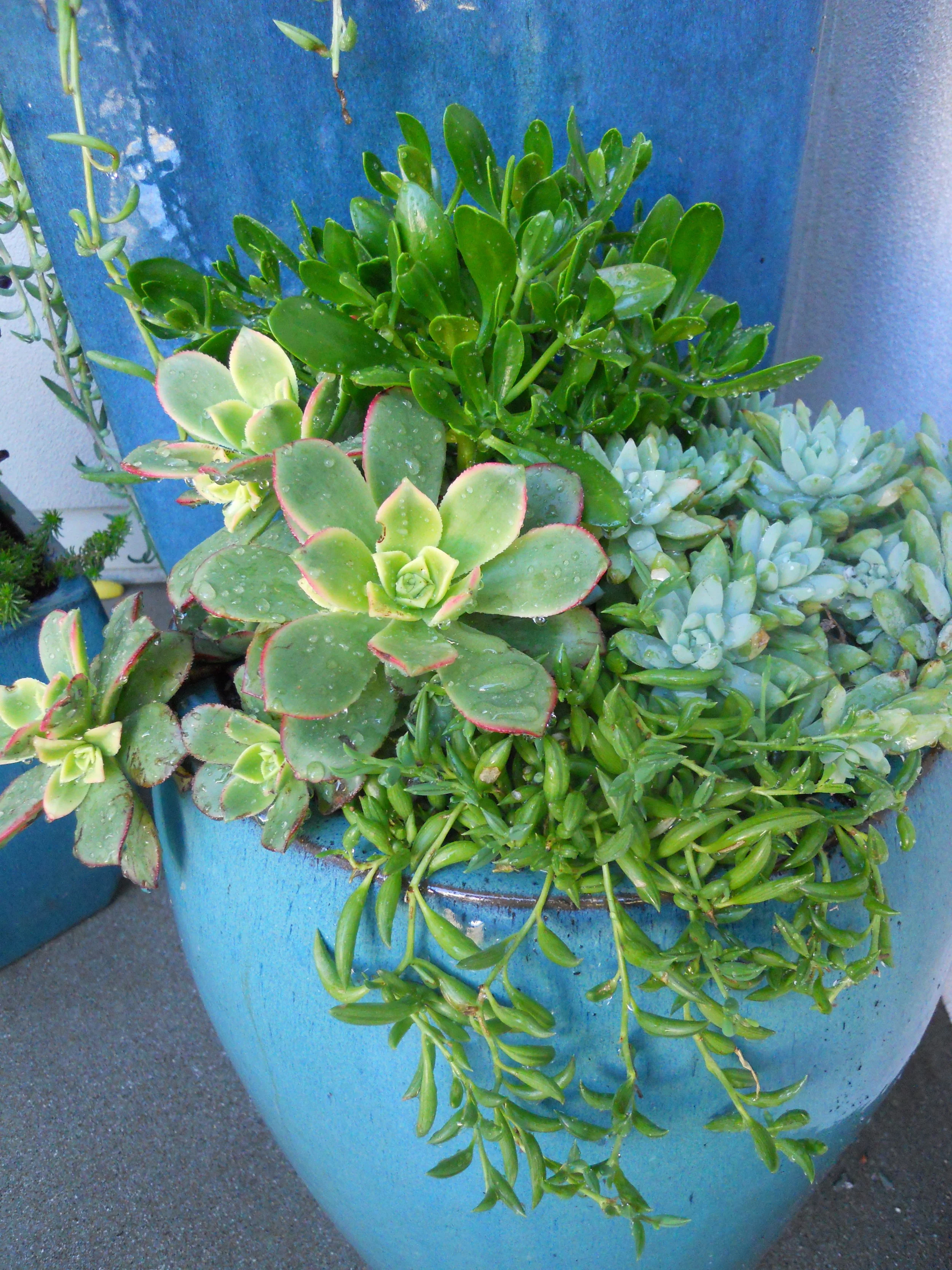 Succulent Pot.JPG