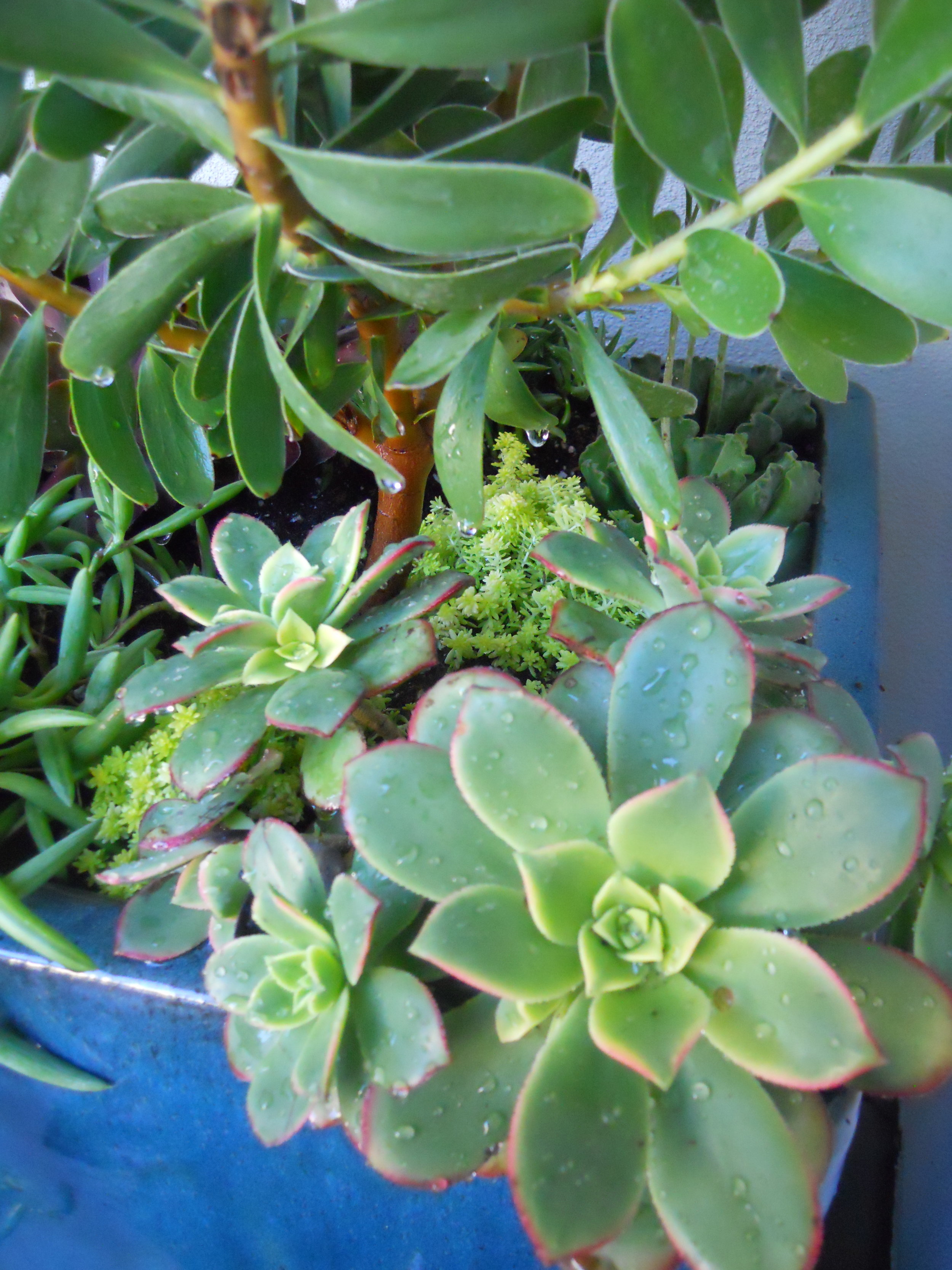 Succulent pot .JPG