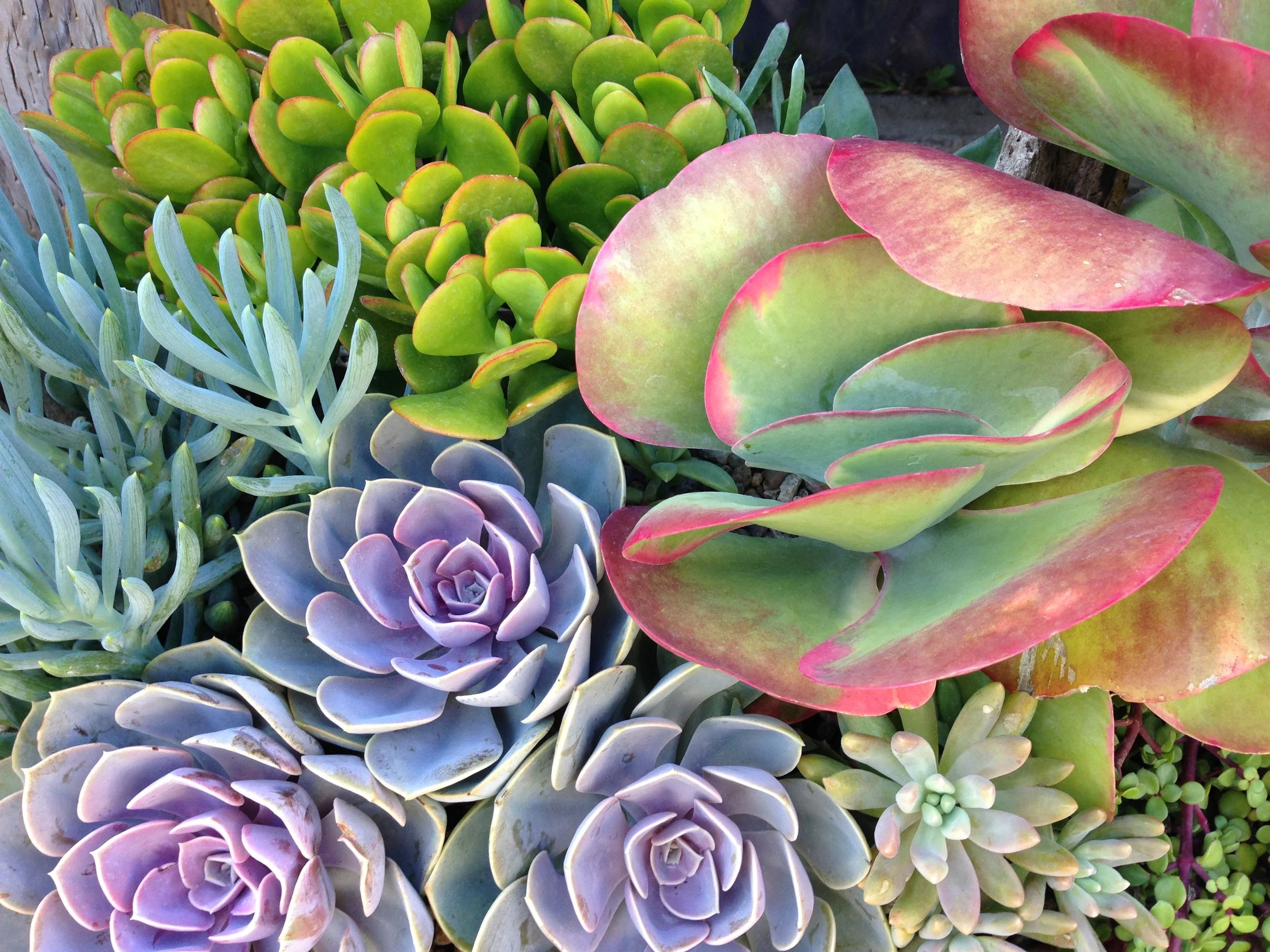 succulent mix.JPG