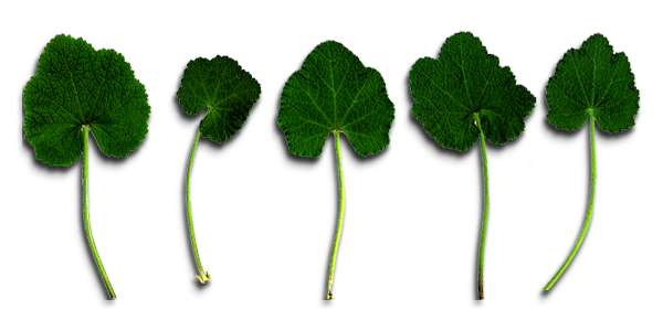 5HollyhockLeaves copy.png