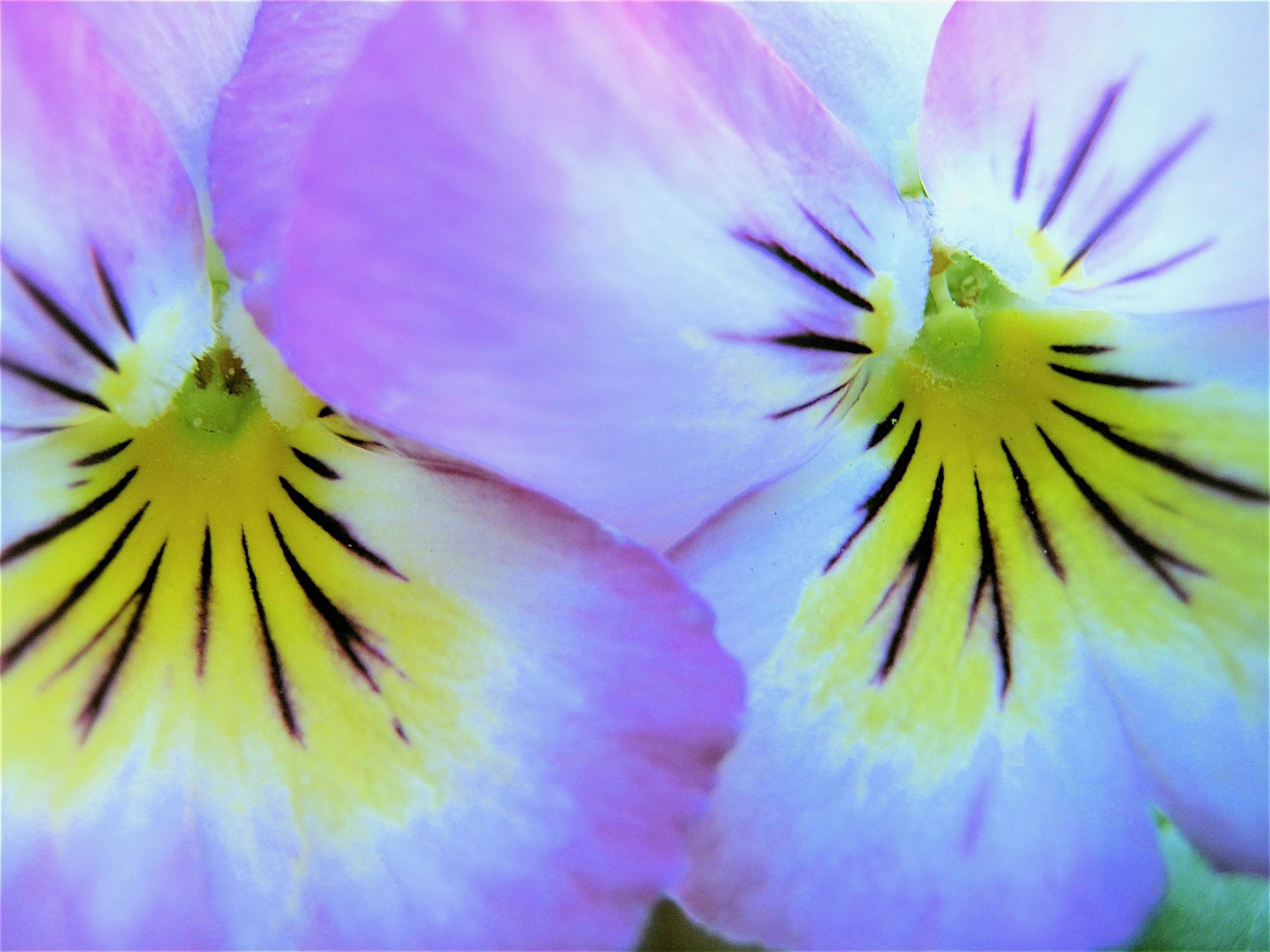 4 dbl faced pansy_2.jpg