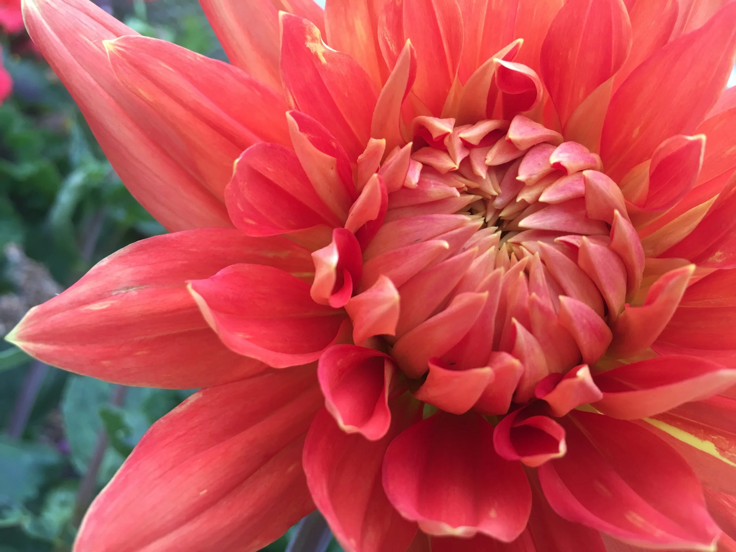 orange dahlia.jpg