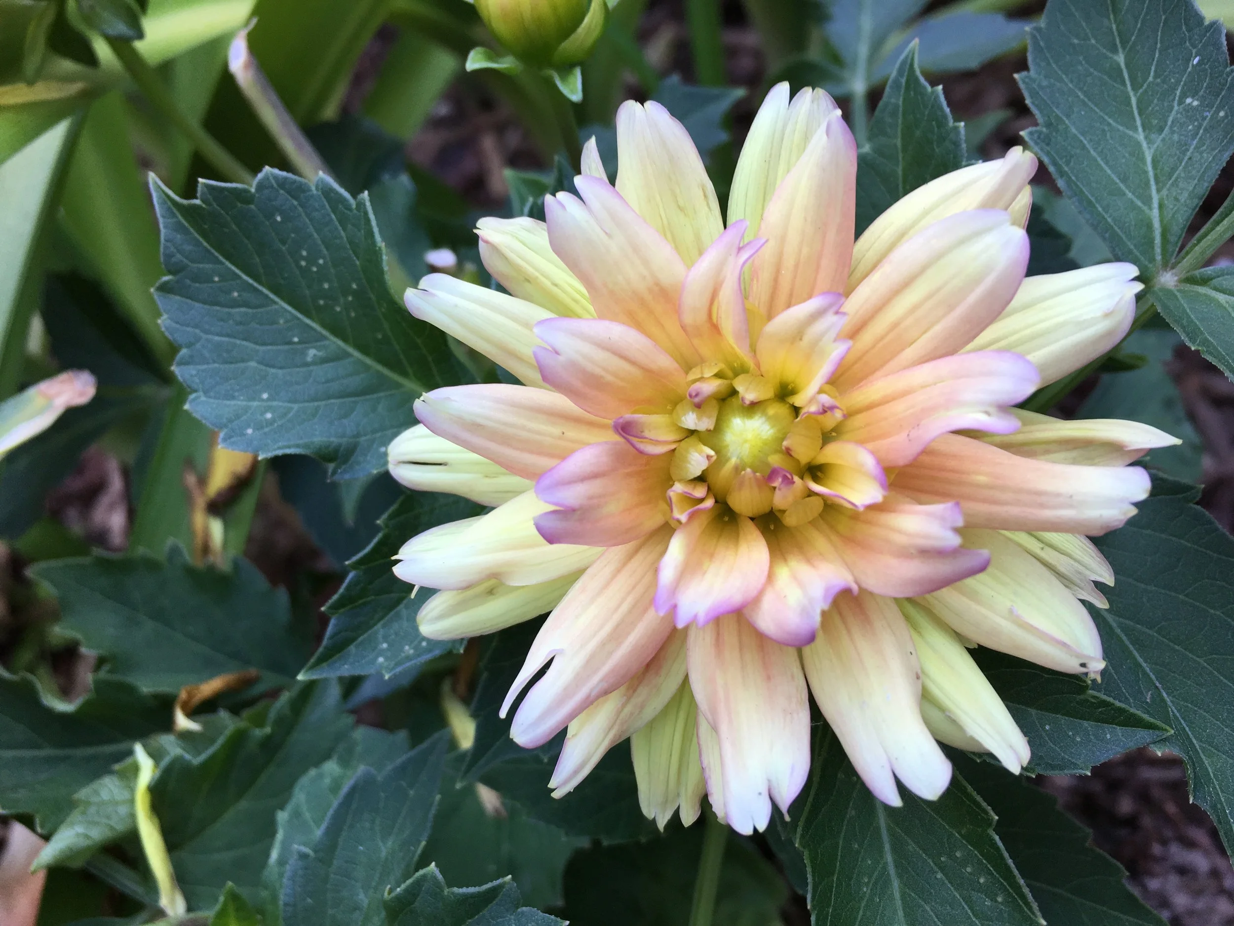 white dahlia 2.jpg