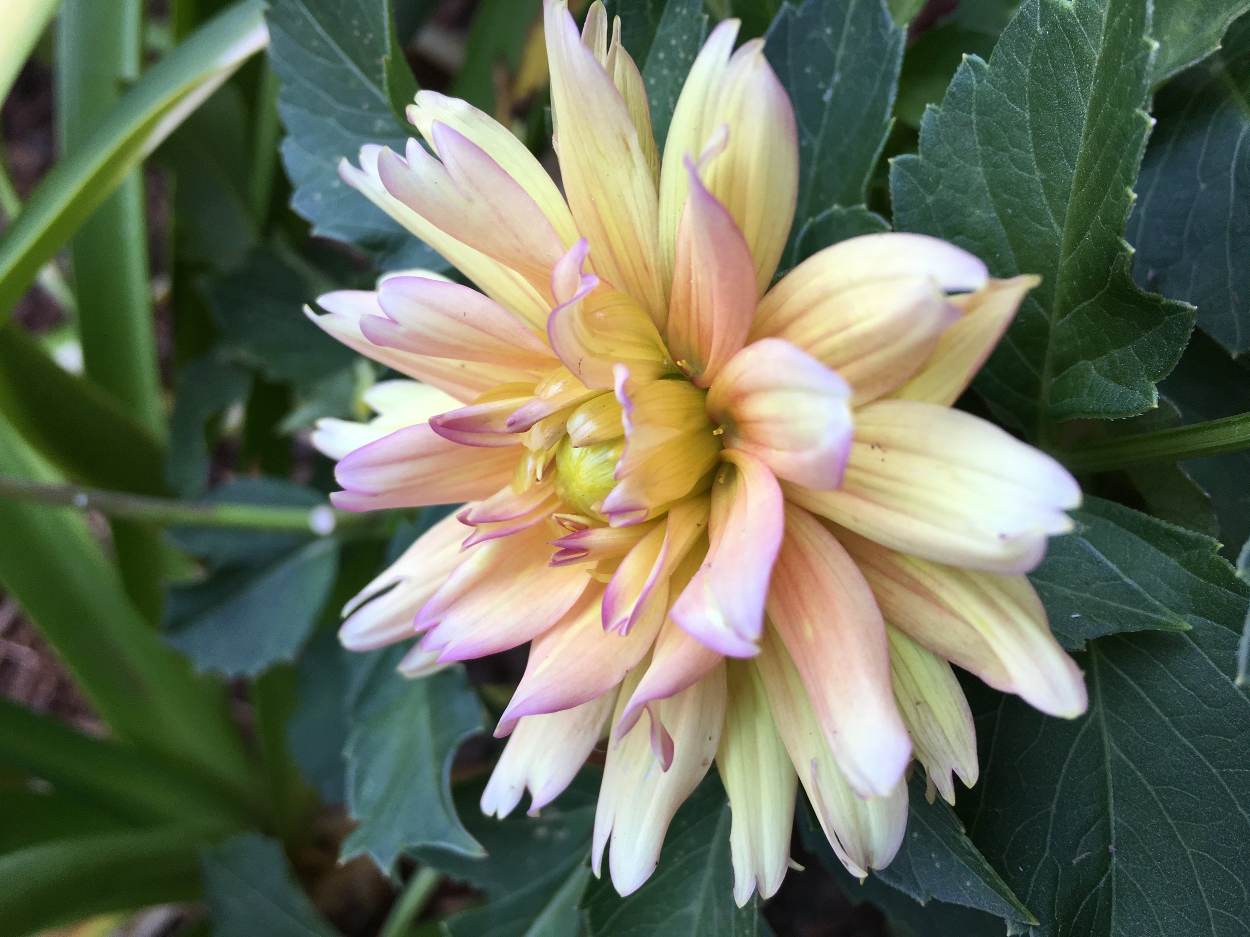 white dahlia.jpg