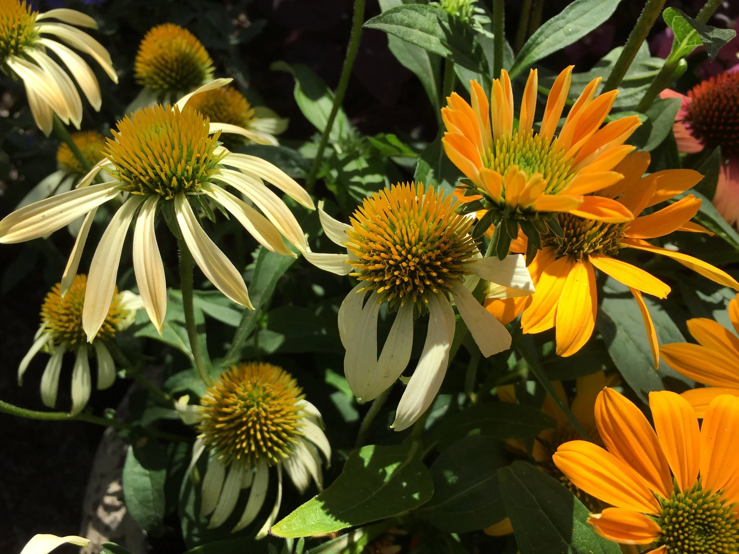 orange echinacea.jpg