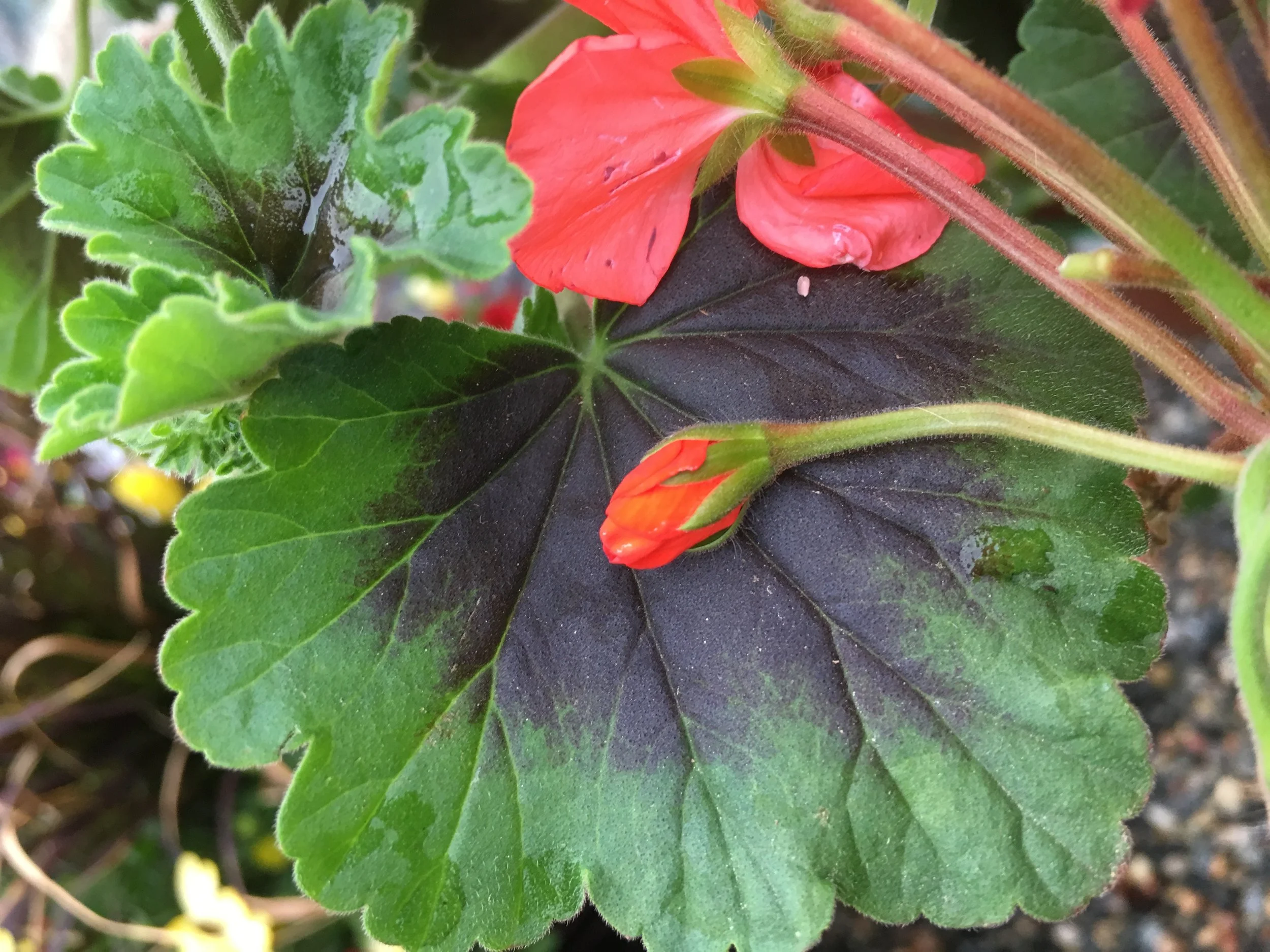 geranium leaf.jpg