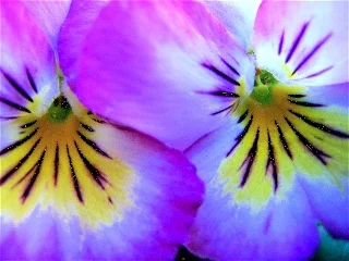 dbl faced pansy_1 copy 2.jpg