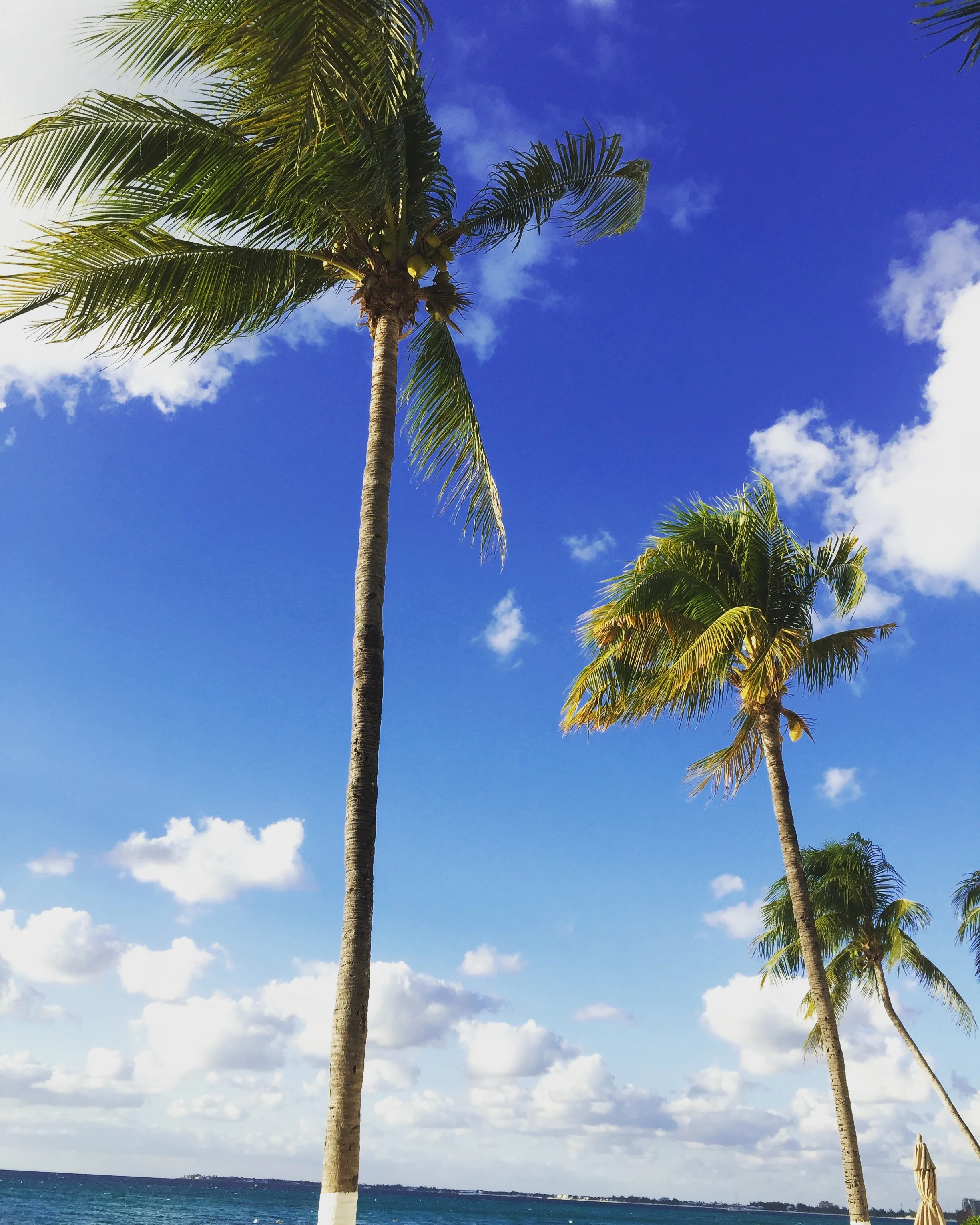 An Introduction to the Cayman Islands, Culinary Capital of the Caribbean