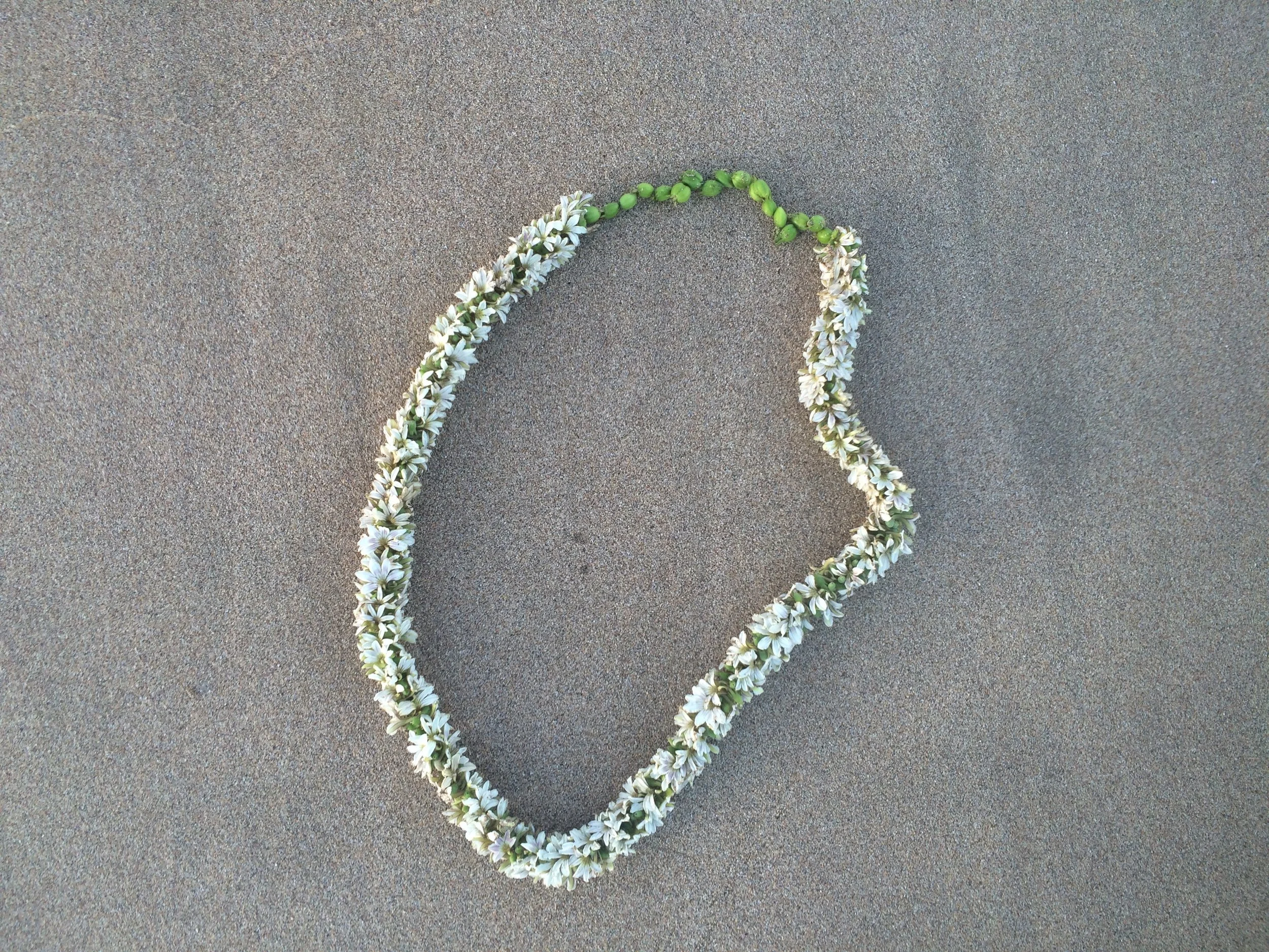 Naupaka Lovers Lei Naupaka, Scaevola taccada, is an indigenous plant to Hawai'i and one of the most widely used native plants in landscapes all over the islands. This lei is using the delicate white to purple flowers as well as the berries it produces after flowering. The Hawaiian legend associated with this plant is below, though only using the Naupaka Kahawai it represents the joining of two lovers in an endless circle of love. The Legend: In ancient times, one version goes, there was a beautiful Hawaiian princess known as Naupaka. One day, the villagers noticed that Naupaka looked very sad. They told her parents, who approached Naupaka and asked her what was troubling her. “I have fallen in love with a man named Kaui,” replied the princess. “But Kaui is not of noble birth—he is a commoner.” According to Hawaiian tradition, it was strictly forbidden for members of royalty to marry people from the common ranks. Distressed, Naupaka and Kaui traveled long and far, seeking a solution to their dilemma. They climbed up a mountain to see a kahuna who was staying at a heiau (temple). Alas, he had no clear answer for the young lovers. “There is nothing I can do,” he told them, “but you should pray. Pray at this heiau.” So they did. And as they prayed, rain began to fall. Their hearts torn by sorrow, Naupaka and Kaui embraced for a final time. Then Naupaka took a flower from her ear and tore it in half, giving one half to Kaui. “The gods won’t allow us to be together,” she said. “You go live down by the water, while I will stay up here in the mountains.” As the two lovers separated, the naupaka plants that grew nearby saw how sad they were. The very next day, they began to bloom in only half flowers. There are different versions of the Naupaka legend, but all carry the same unhappy theme: lovers that are separated forever, one banished to the mountains, the other to the beach. 