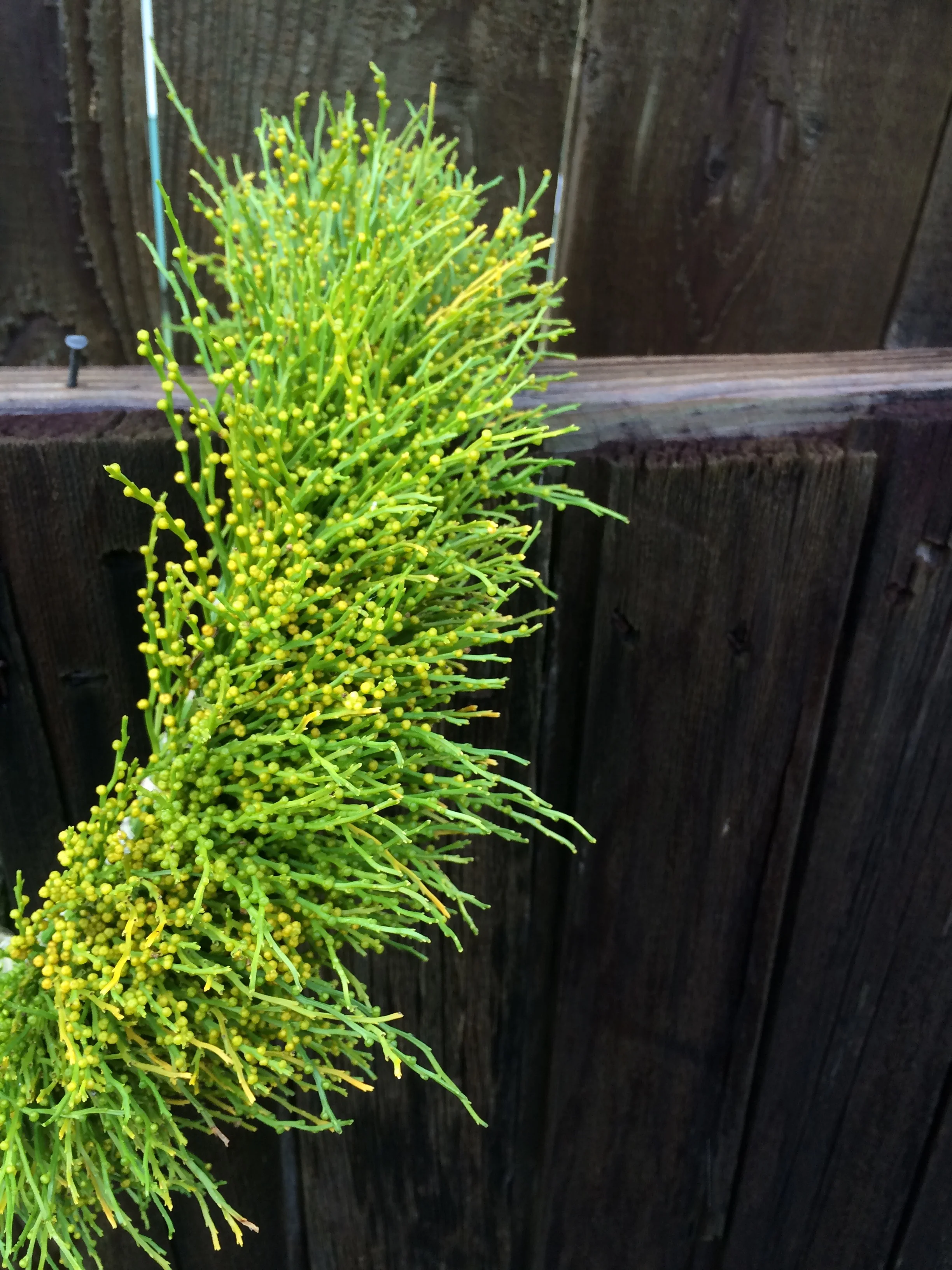 Give Me Some Moa Moa, Psilotum nudum, a native fern found growing in some of the most unlikely places can pop up out of nowhere. Moa has been used in lei making for centuries. Can be made into a haku lei, bracelet, necklace, or used in arrangements. 