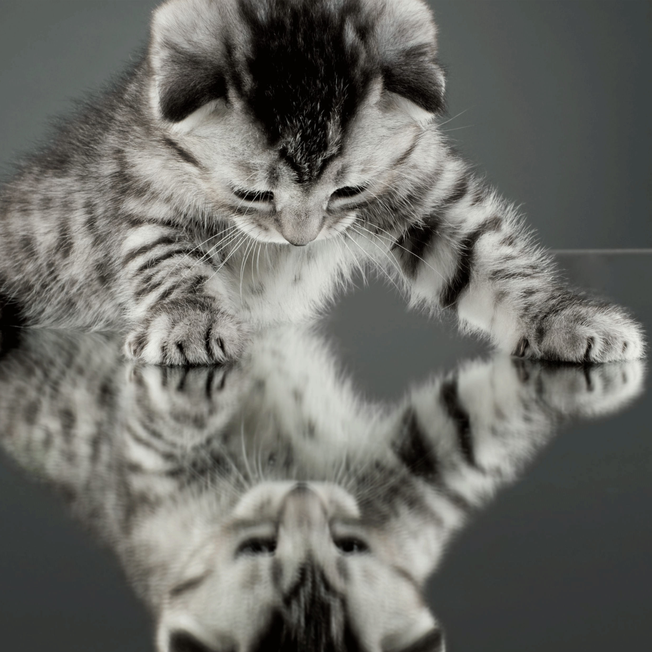 Square-kitten-reflection.gif