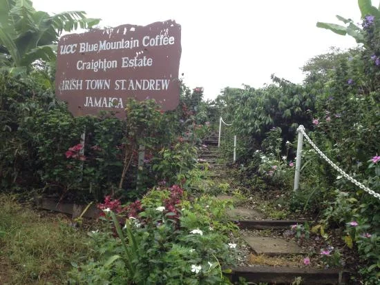 blue mountain coffee 2.jpg
