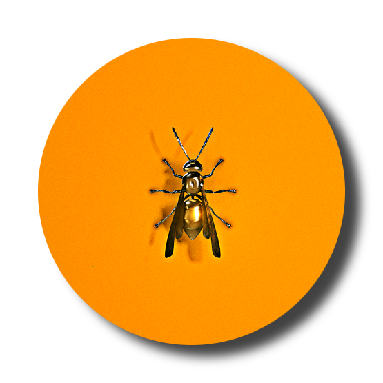 wasp.png