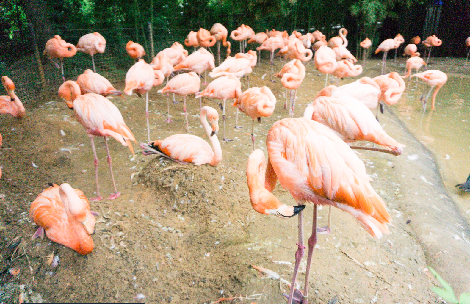 fort worth zoo flamingos.png